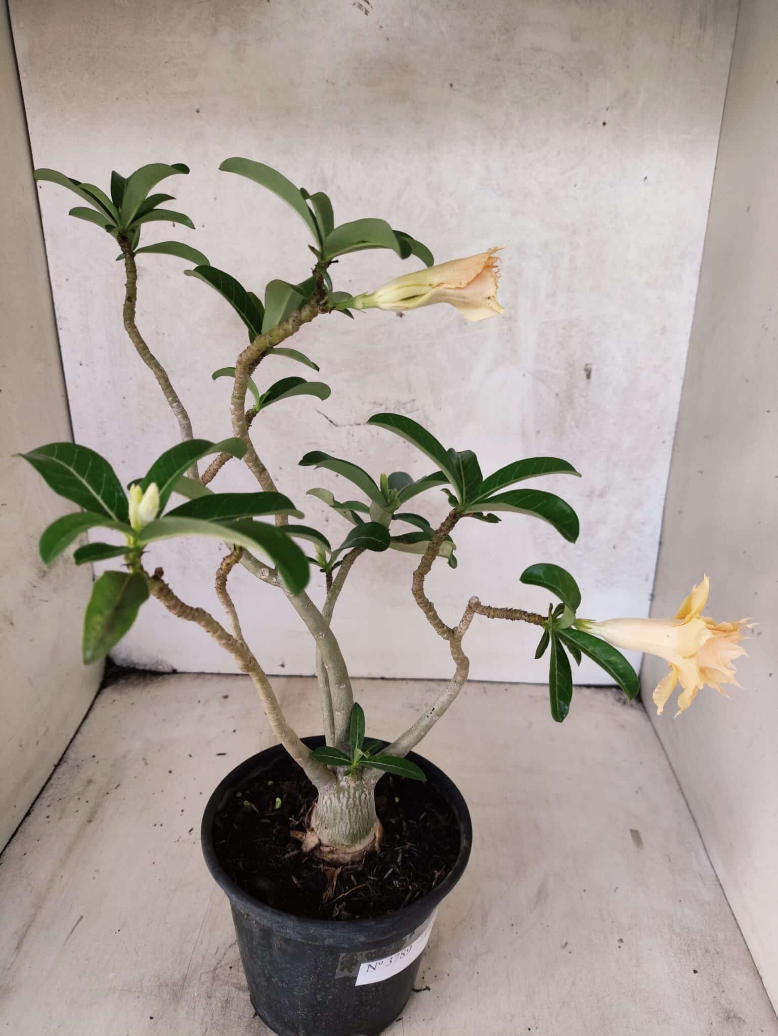 Planta Dobrada 3789 – 35cm – 03 anos - foto 5