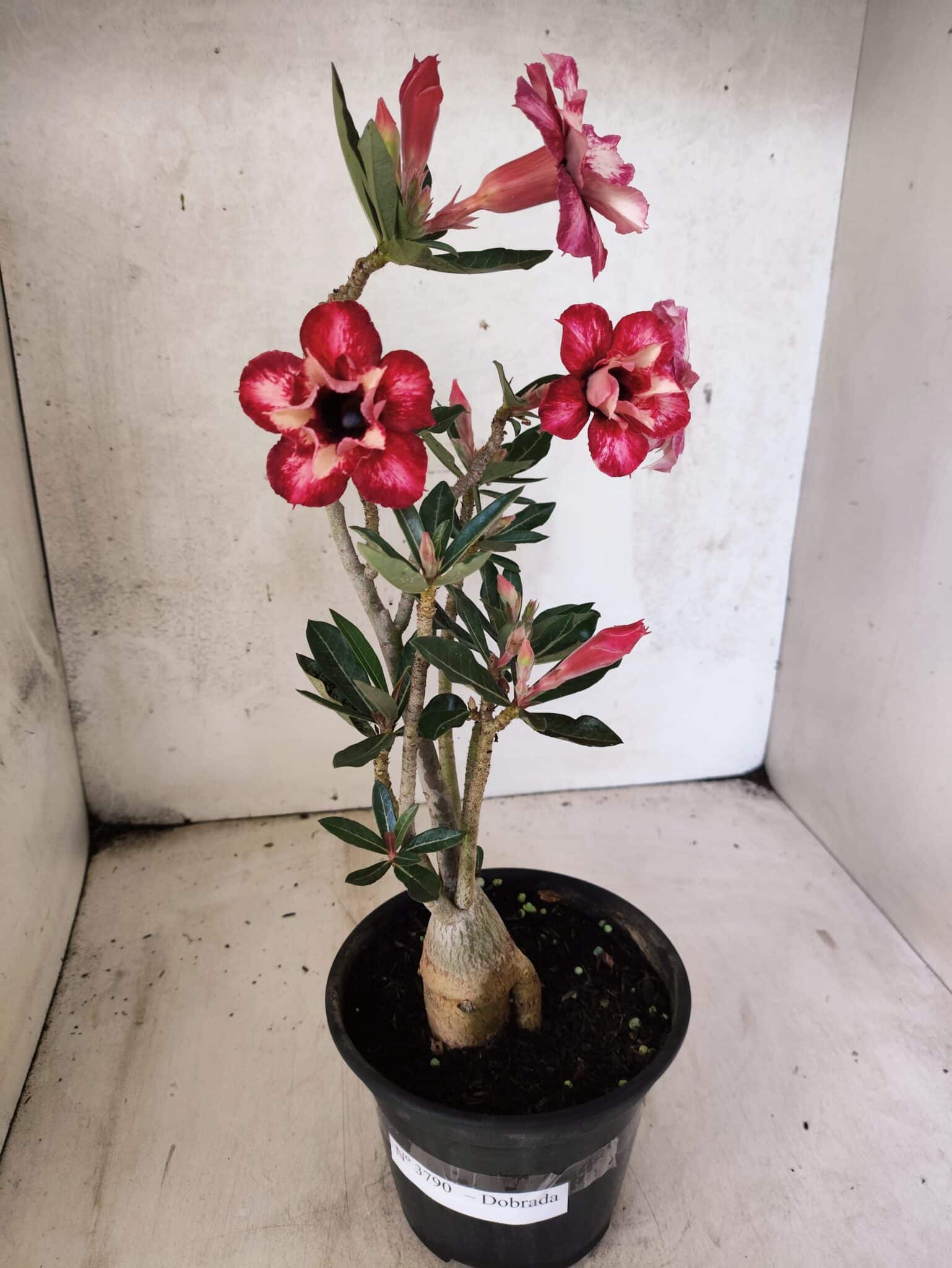 Planta Dobrada 3790 – 35cm – 03 anos - foto 2