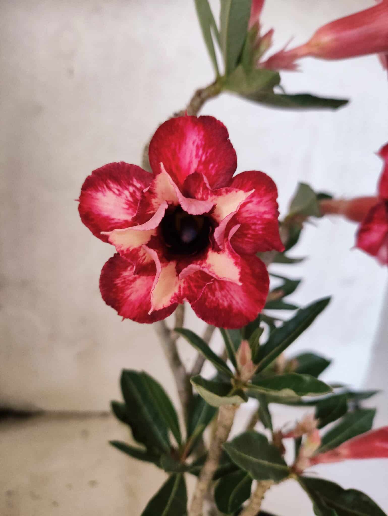 Planta Dobrada 3790 – 35cm – 03 anos - foto 3