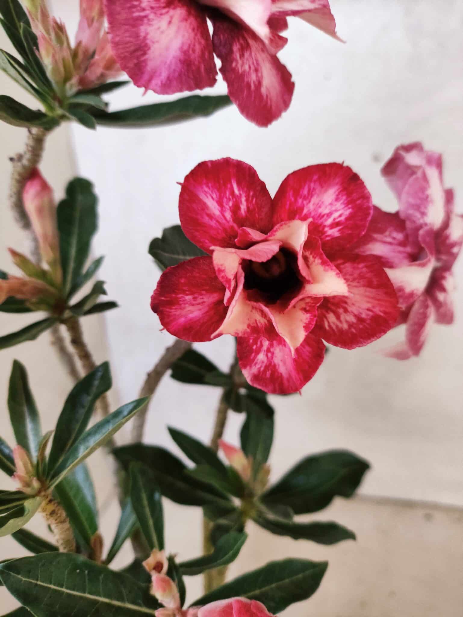 Planta Dobrada 3790 – 35cm – 03 anos - foto 6