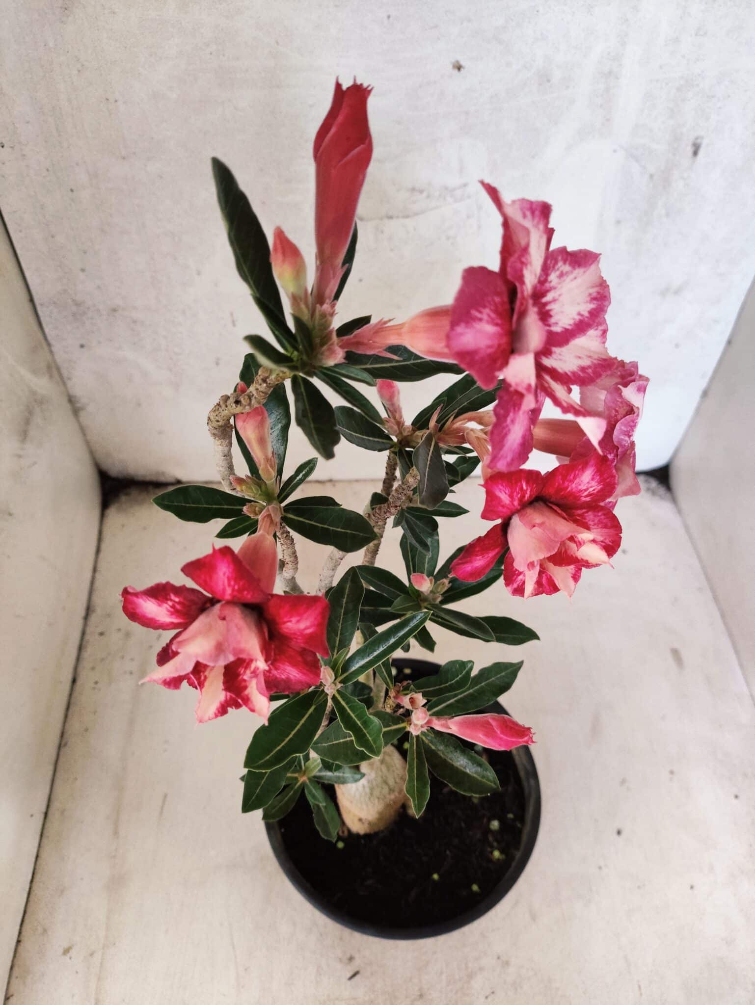 Planta Dobrada 3790 – 35cm – 03 anos - foto 4