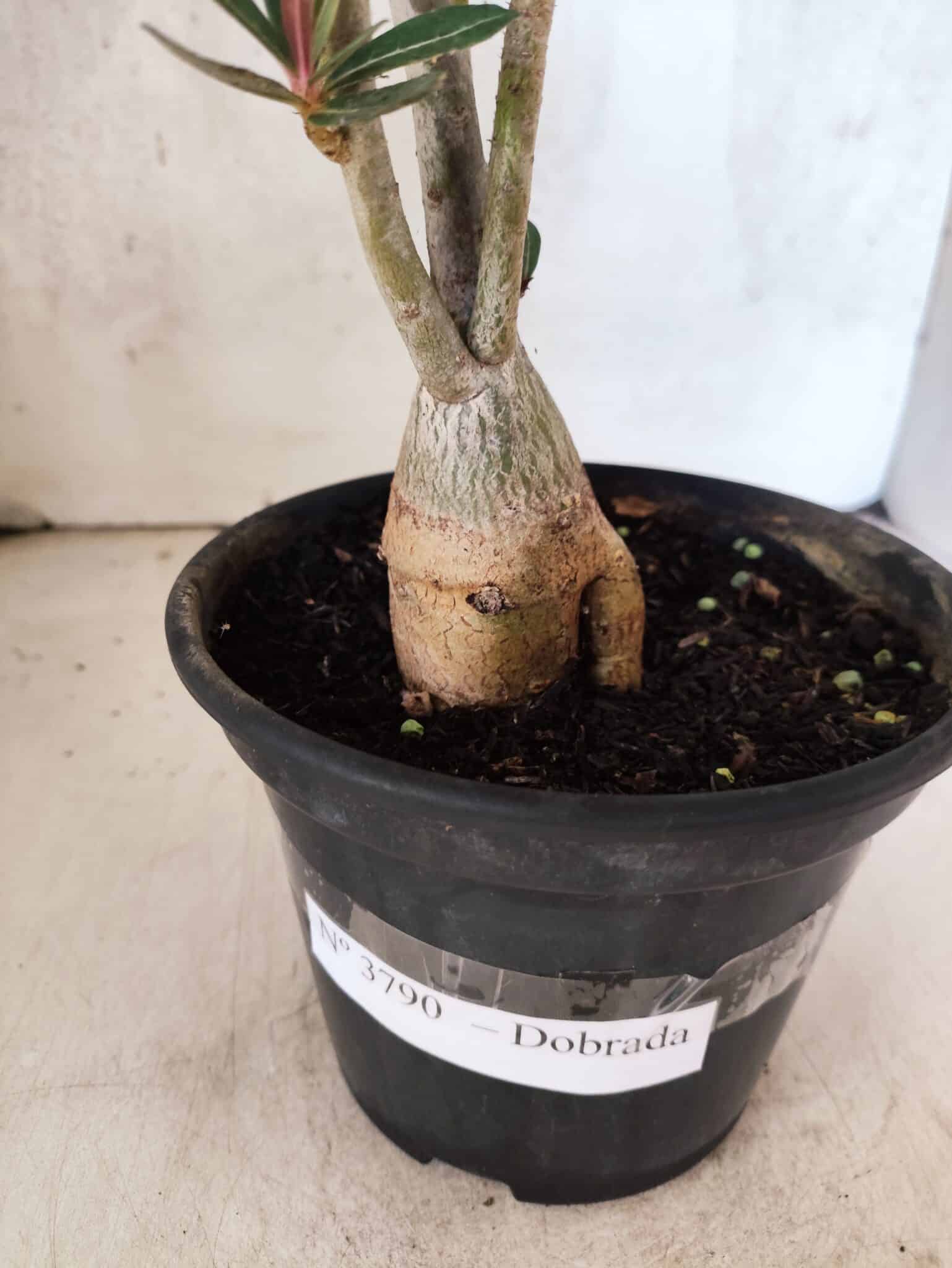 Planta Dobrada 3790 – 35cm – 03 anos - foto 9