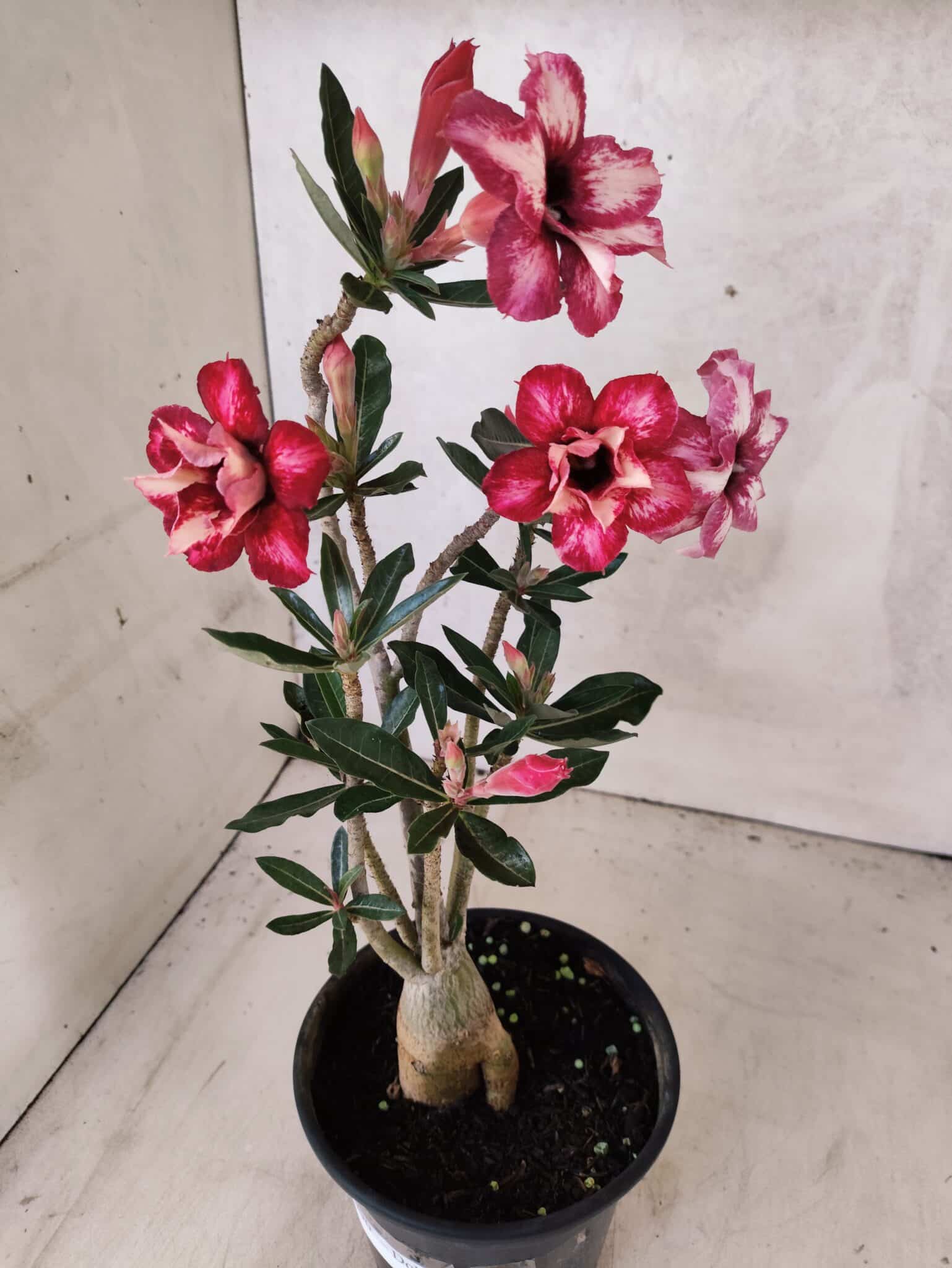 Planta Dobrada 3790 – 35cm – 03 anos - foto 5