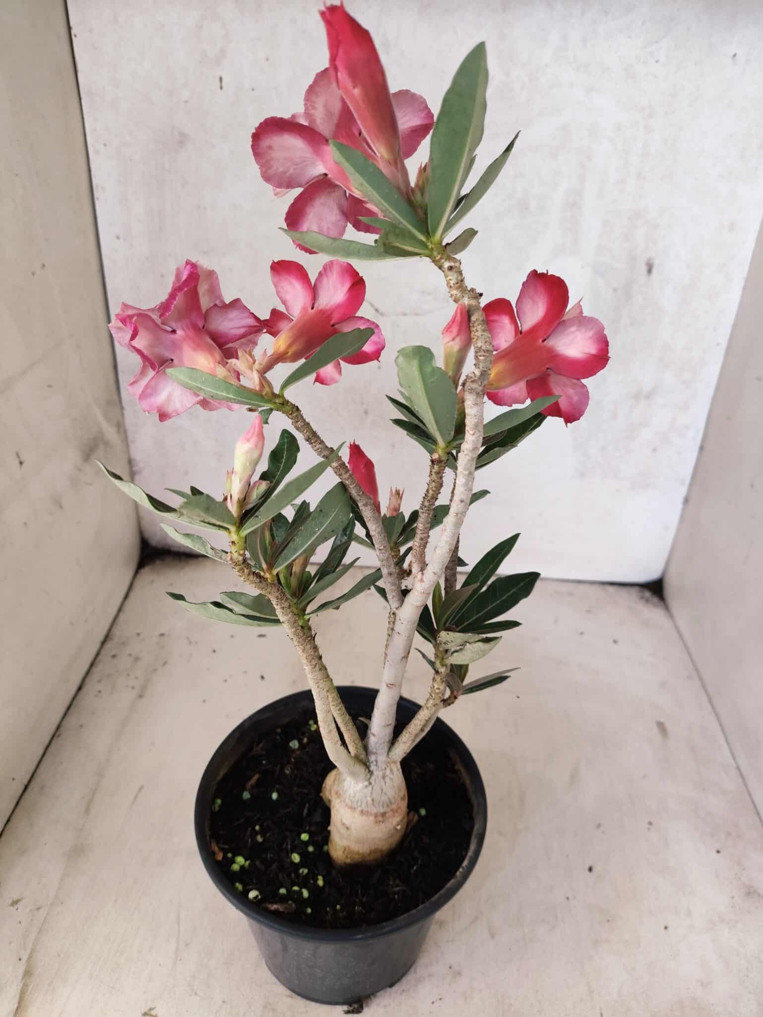Planta Dobrada 3790 – 35cm – 03 anos - foto 8