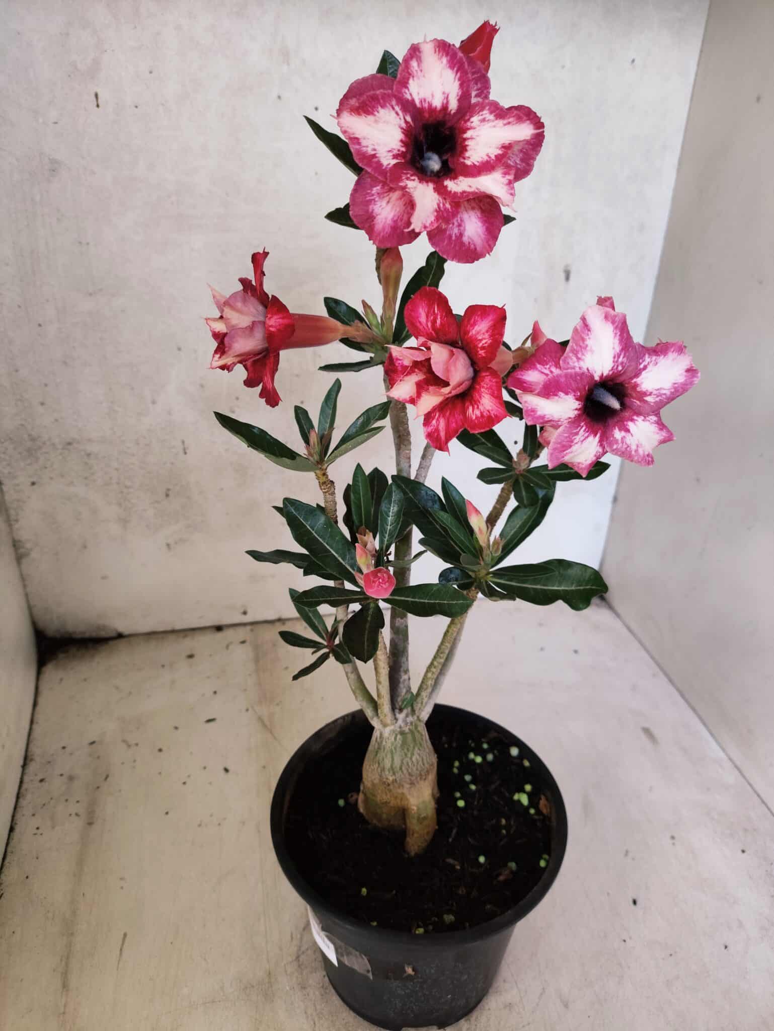Planta Dobrada 3790 – 35cm – 03 anos - foto 7
