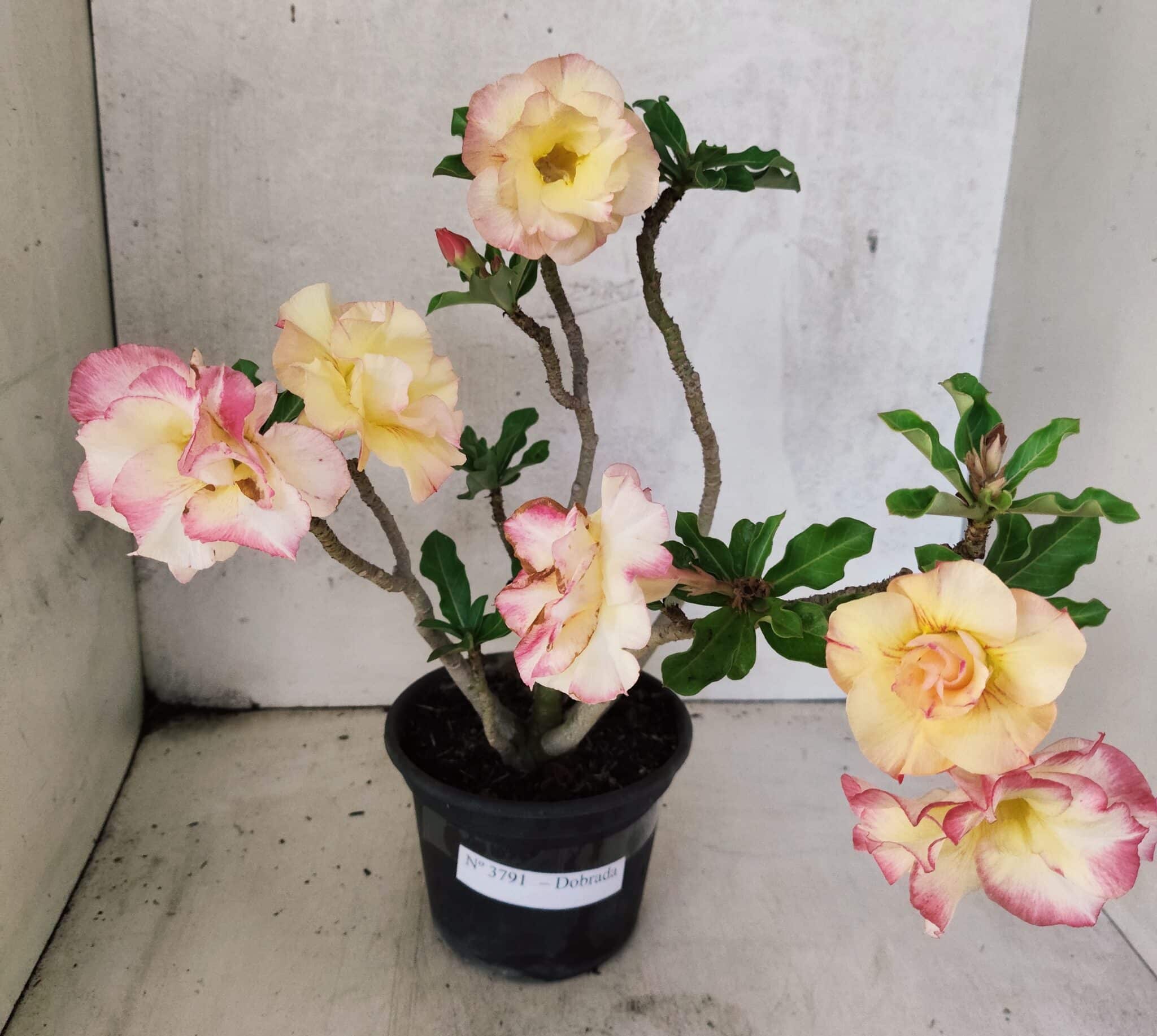 Planta Dobrada 3791 – 35cm – 03 anos - foto 2