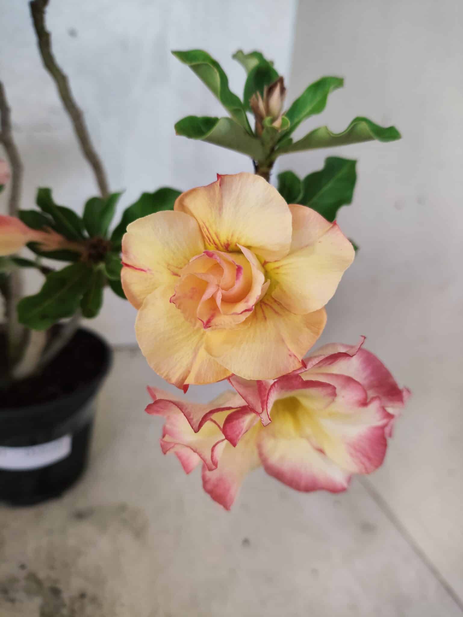 Planta Dobrada 3791 – 35cm – 03 anos - foto 3