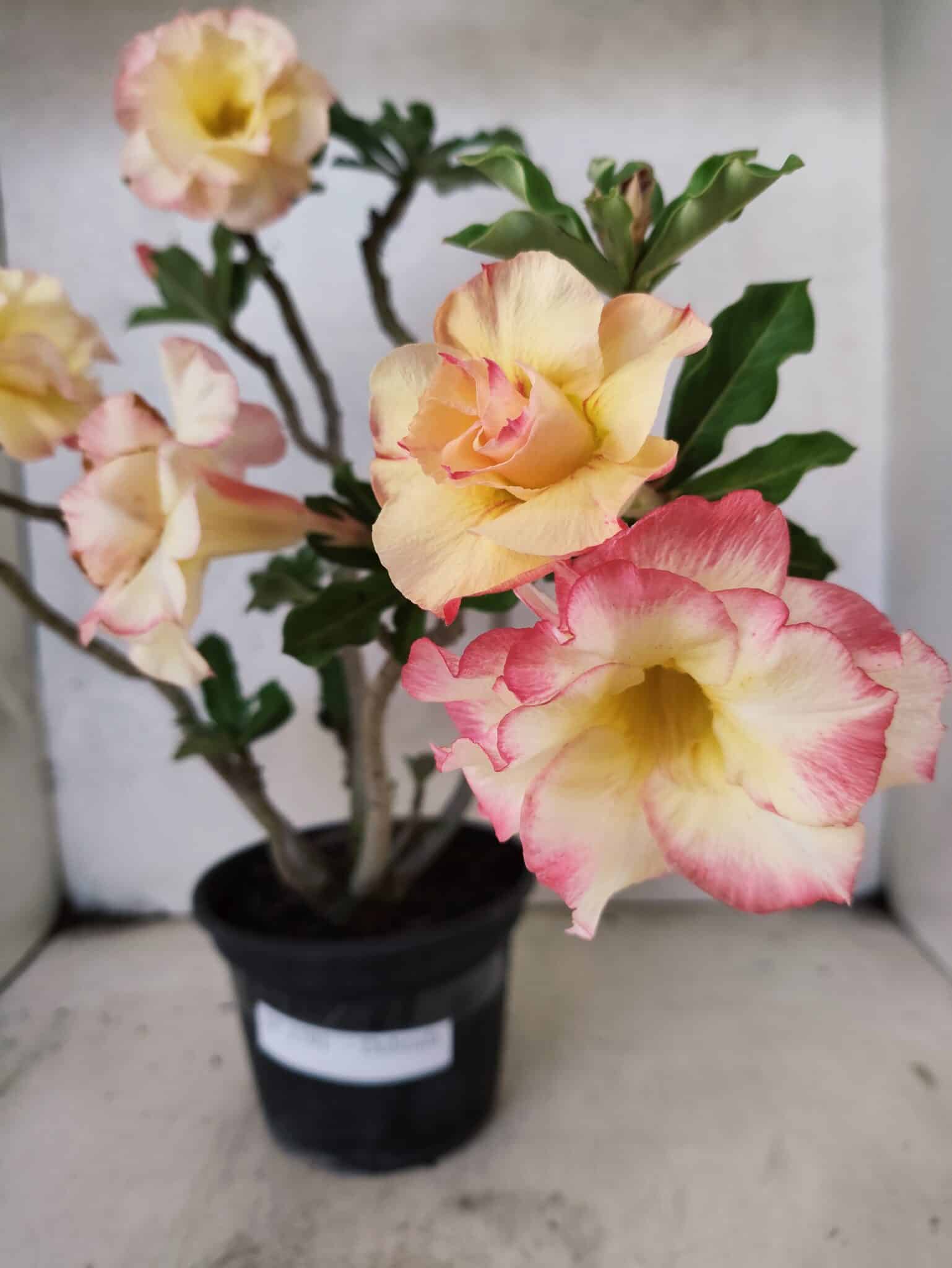 Planta Dobrada 3791 – 35cm – 03 anos - foto 4