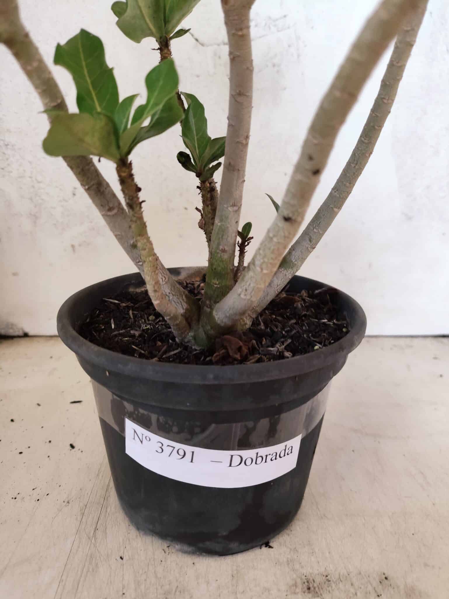 Planta Dobrada 3791 – 35cm – 03 anos - foto 5