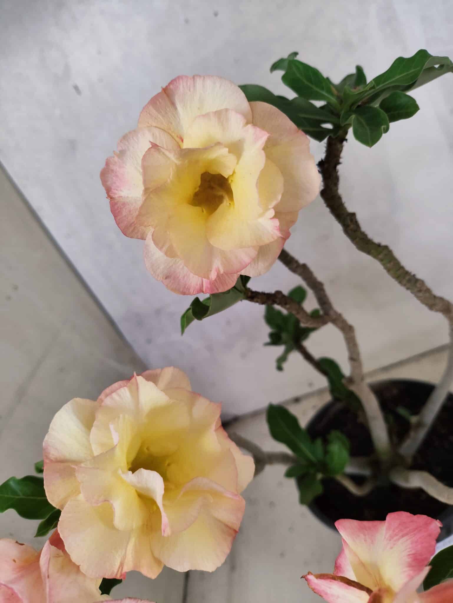 Planta Dobrada 3791 – 35cm – 03 anos - foto 8