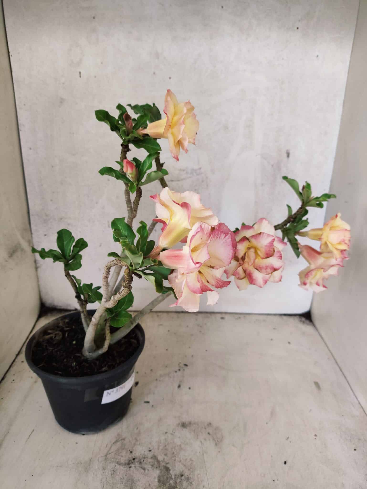 Planta Dobrada 3791 – 35cm – 03 anos - foto 7