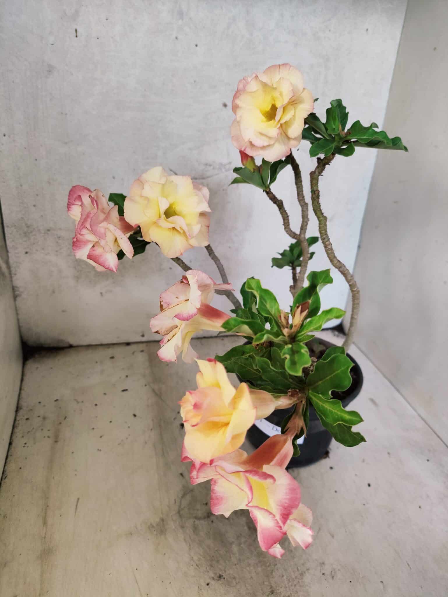 Planta Dobrada 3791 – 35cm – 03 anos - foto 6