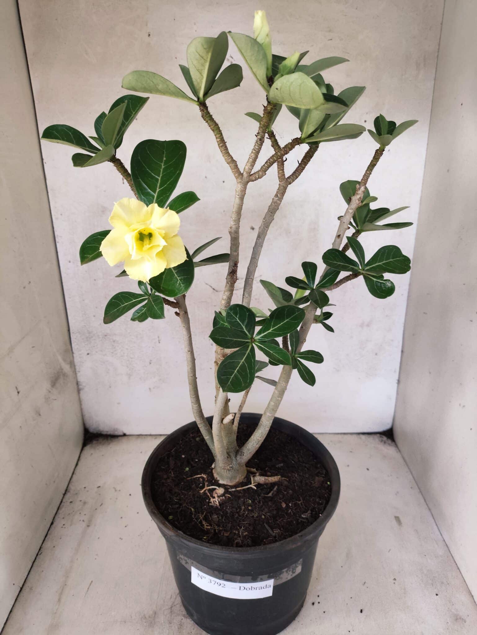 Planta Dobrada 3792 – 40cm – 03 anos - foto 2