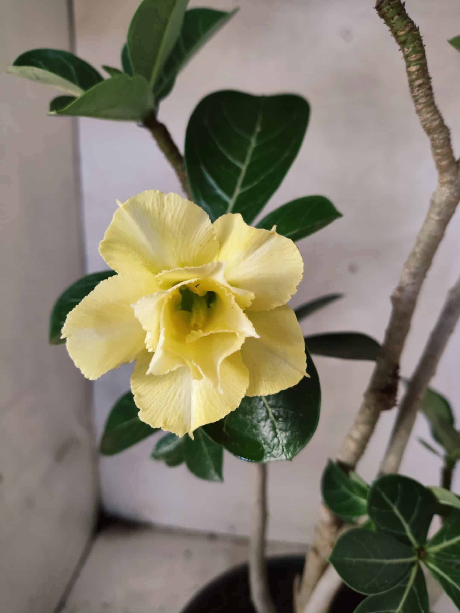 Planta Dobrada 3792 – 40cm – 03 anos - foto 3