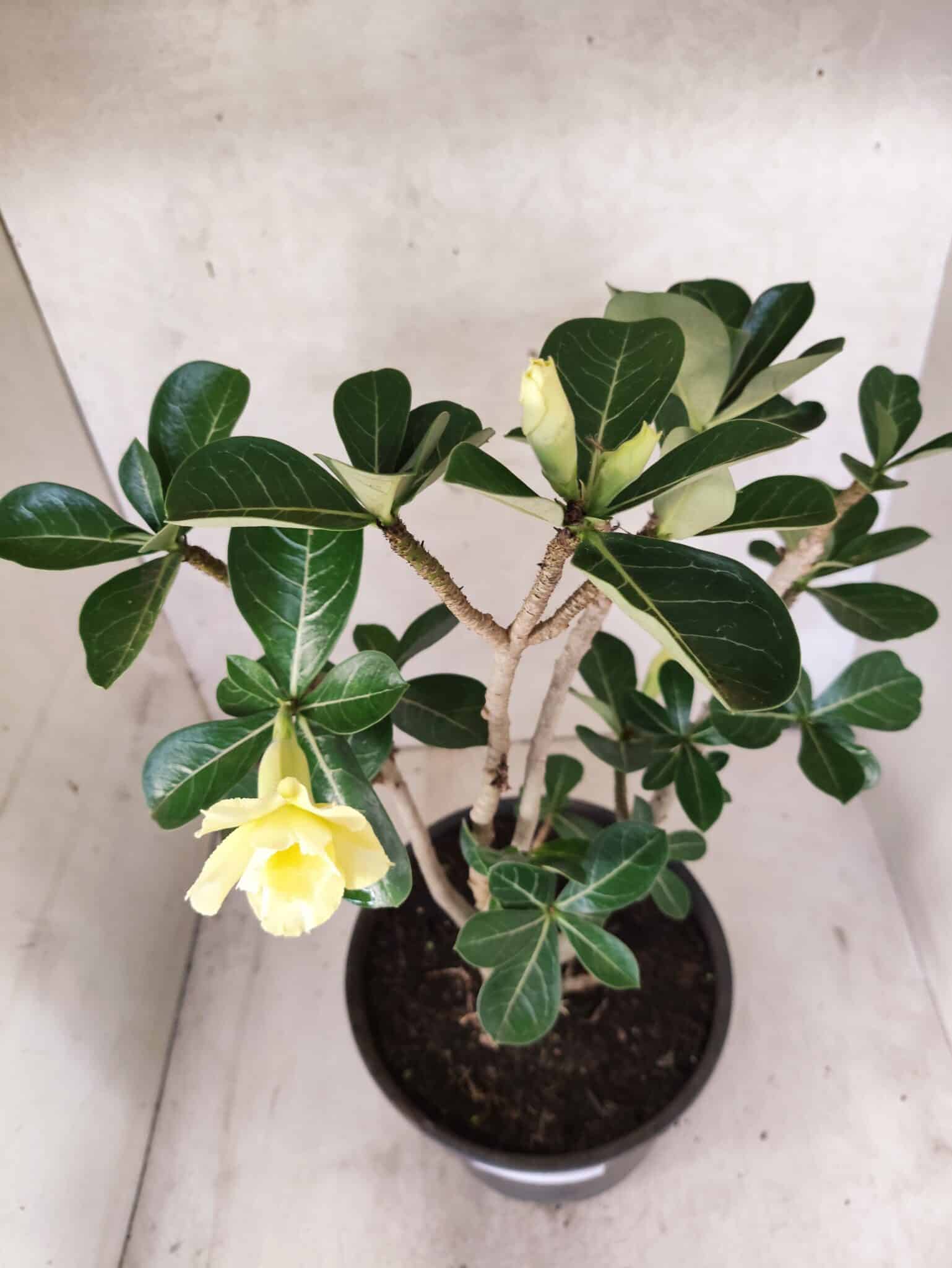Planta Dobrada 3792 – 40cm – 03 anos - foto 4