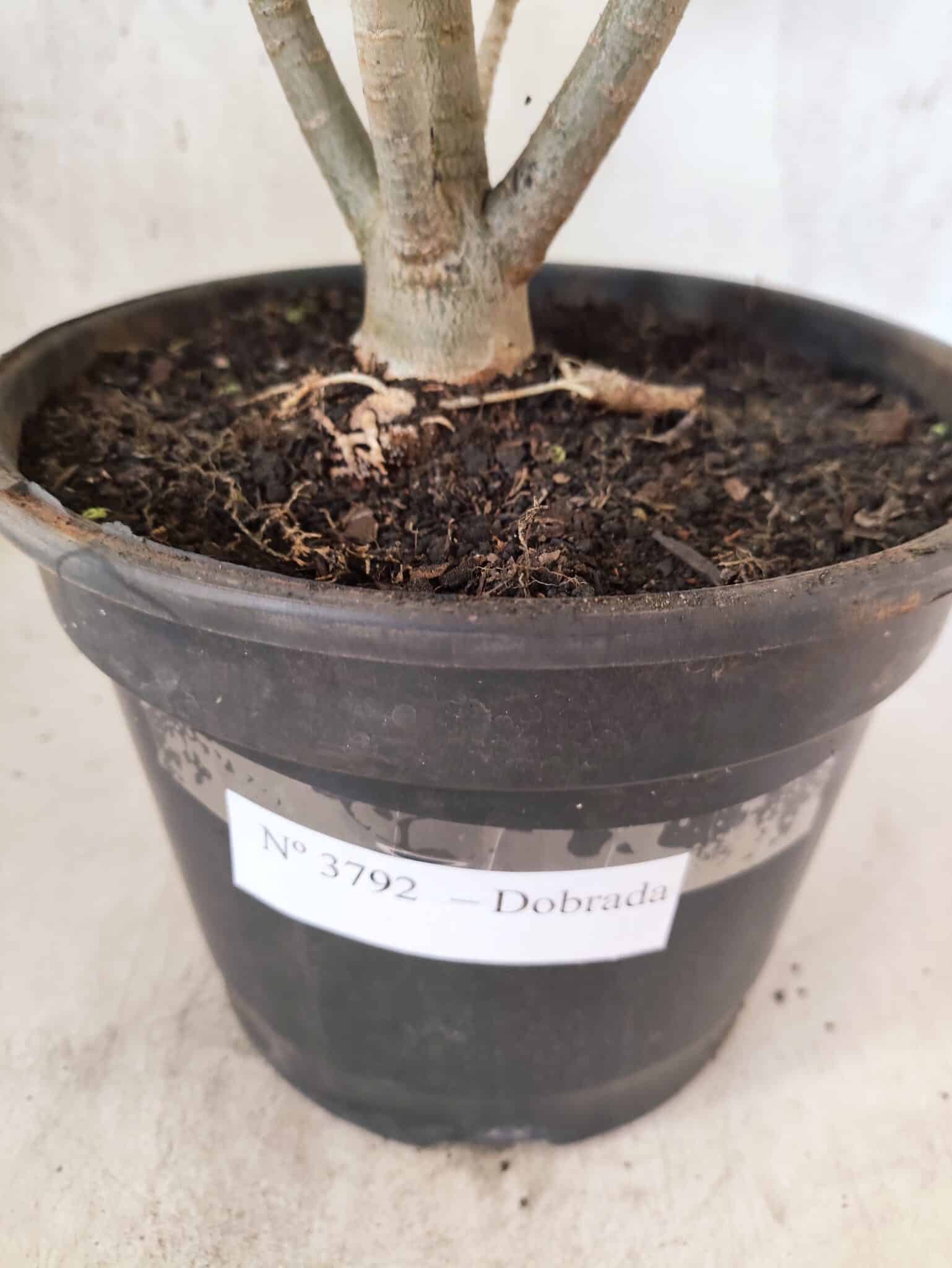 Planta Dobrada 3792 – 40cm – 03 anos - foto 8