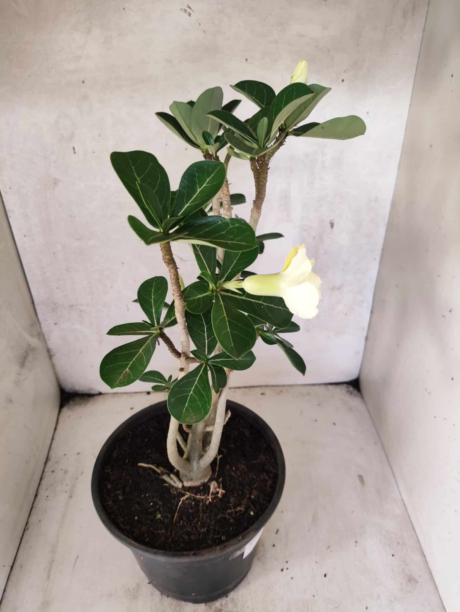 Planta Dobrada 3792 – 40cm – 03 anos - foto 7
