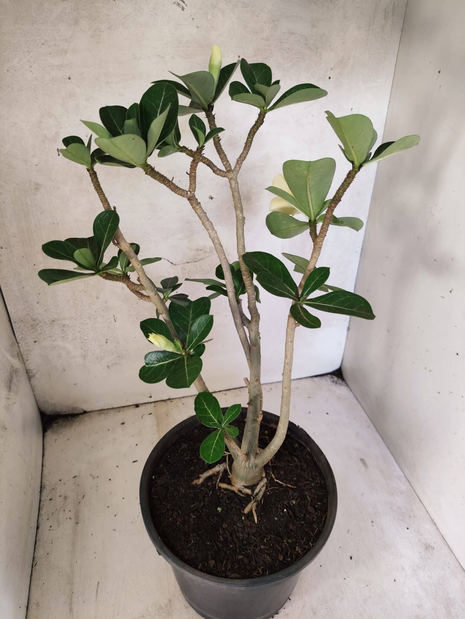 Planta Dobrada 3792 – 40cm – 03 anos - foto 6