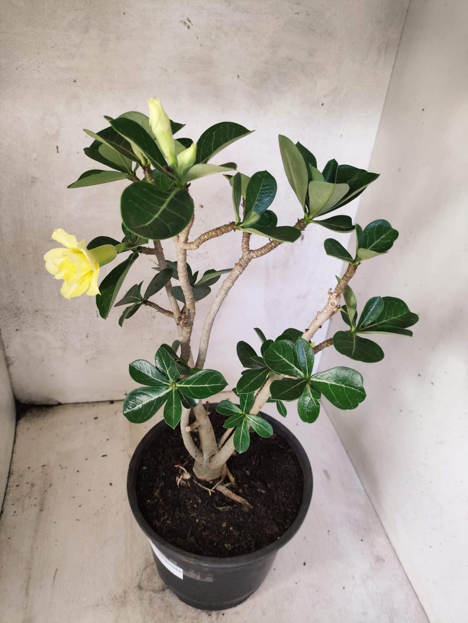 Planta Dobrada 3792 – 40cm – 03 anos - foto 5