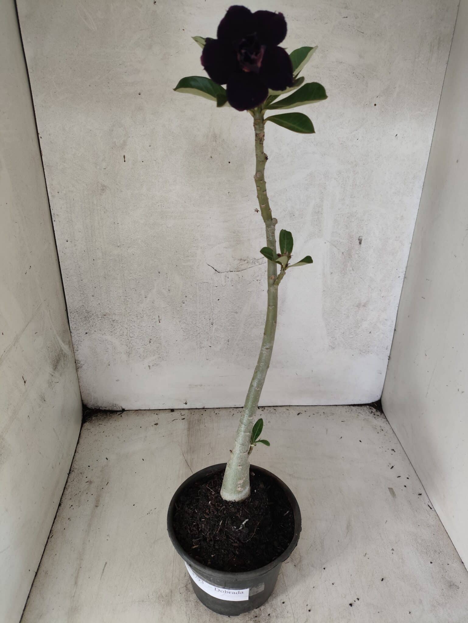 Planta Dobrada 3793 – 35cm – 03 anos - foto 2