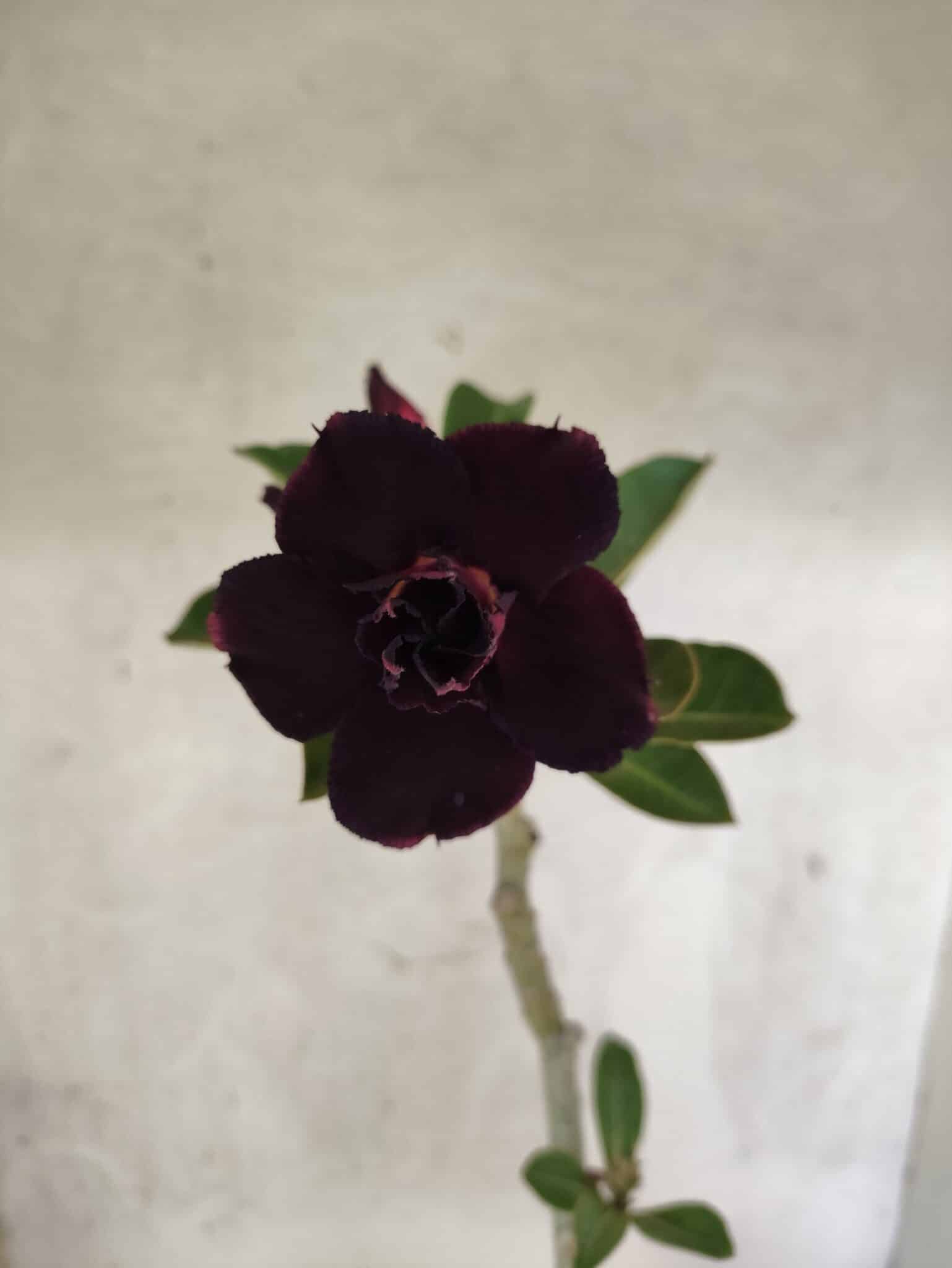 Planta Dobrada 3793 – 35cm – 03 anos - foto 3