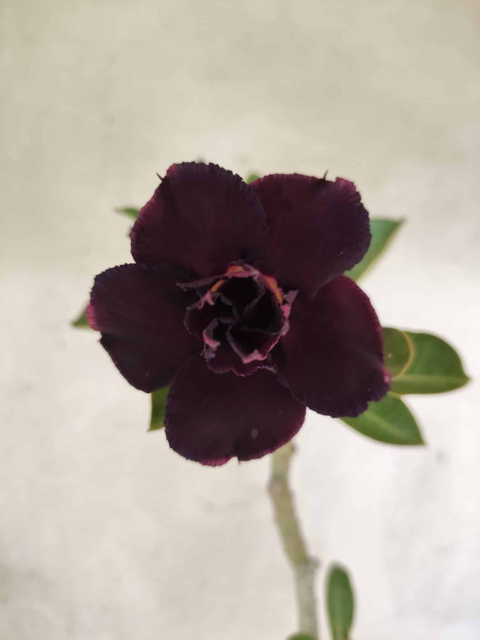 Planta Dobrada 3793 – 35cm – 03 anos - foto 4