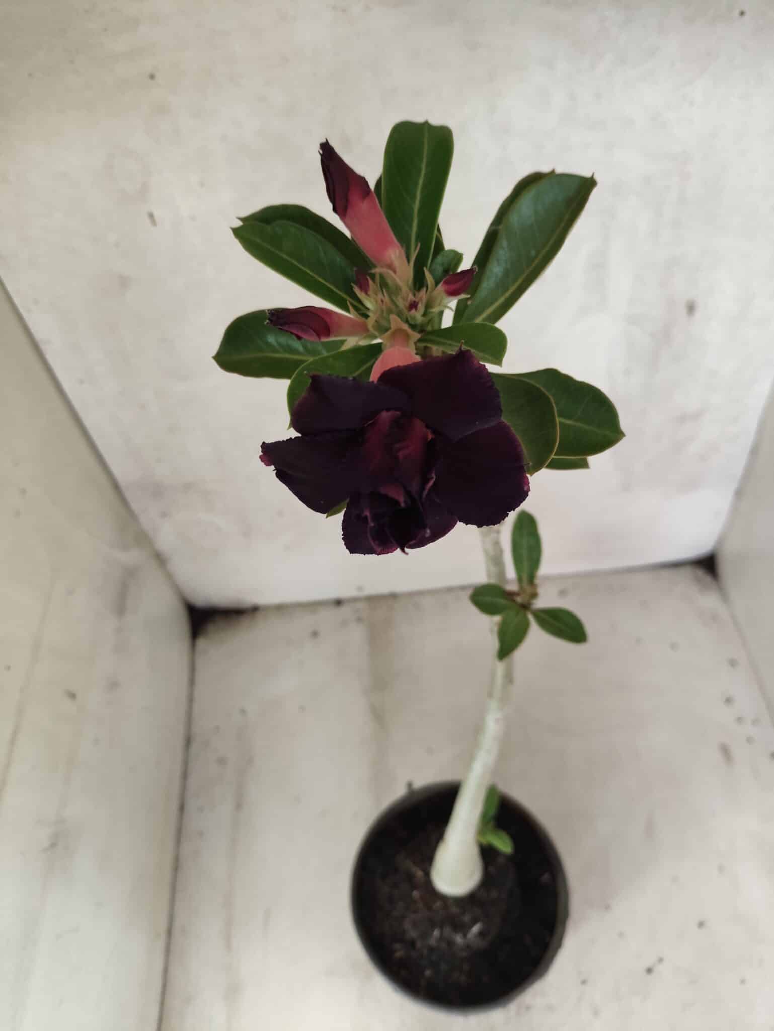 Planta Dobrada 3793 – 35cm – 03 anos - foto 5