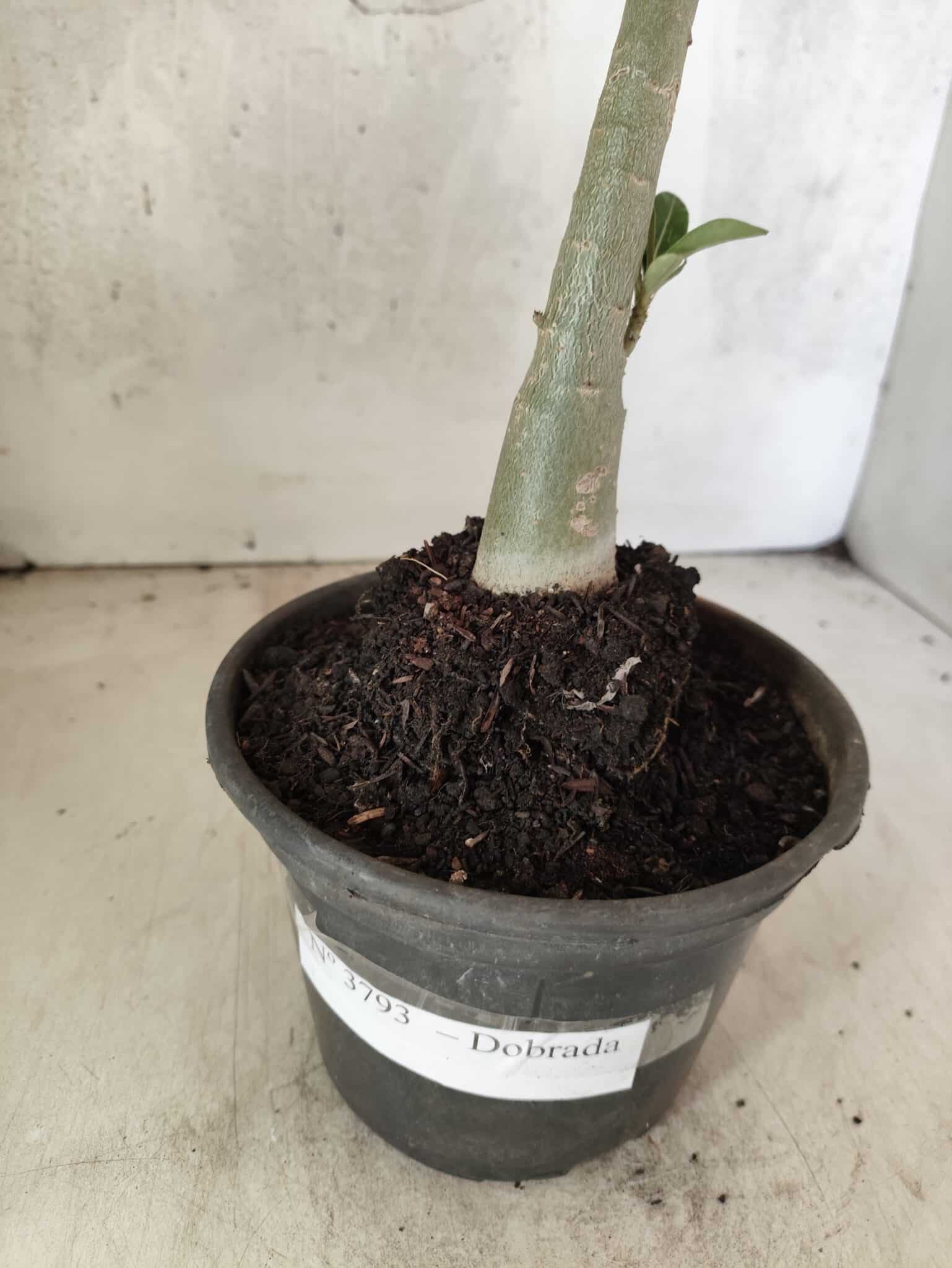 Planta Dobrada 3793 – 35cm – 03 anos - foto 7