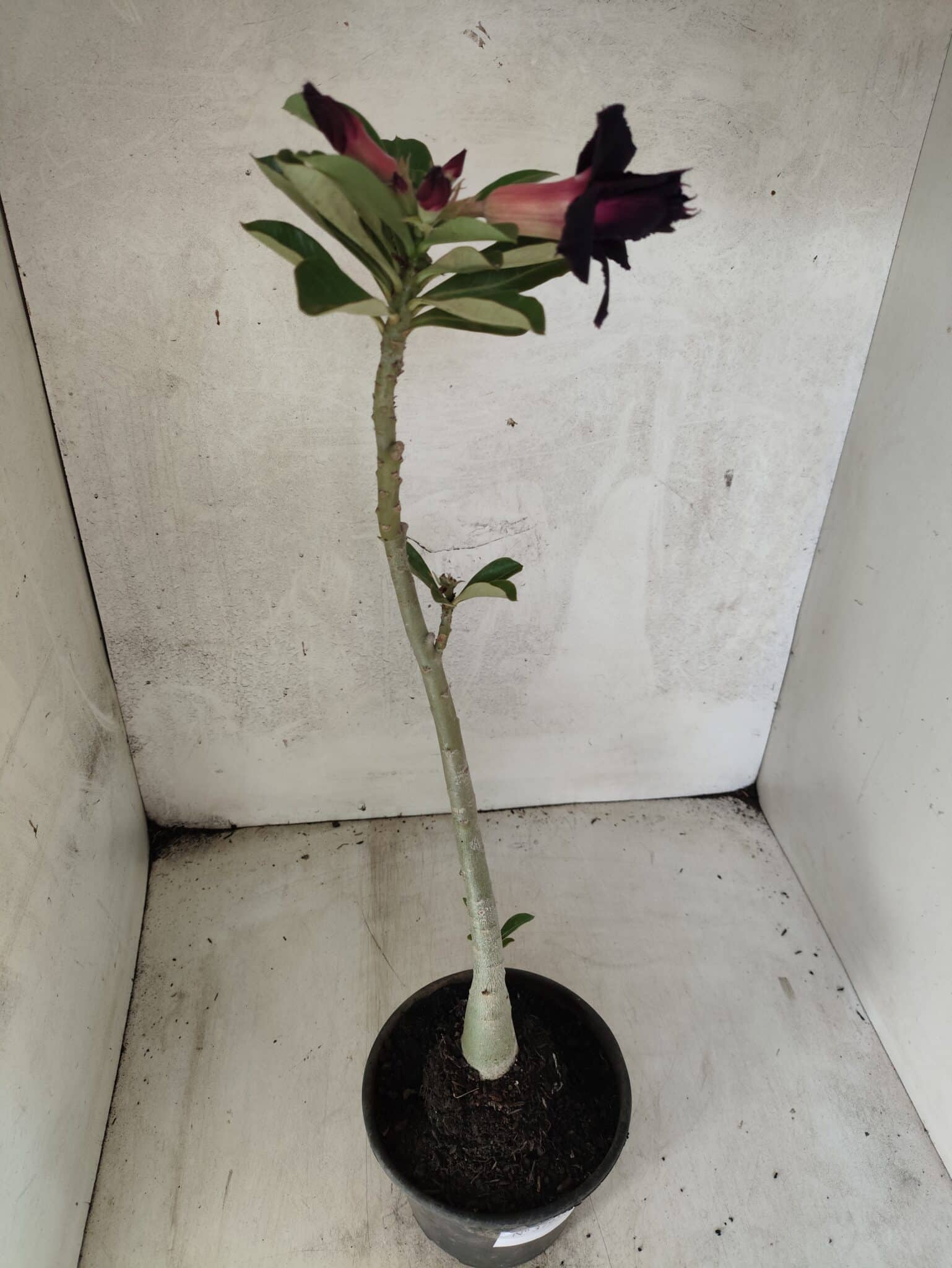 Planta Dobrada 3793 – 35cm – 03 anos - foto 6