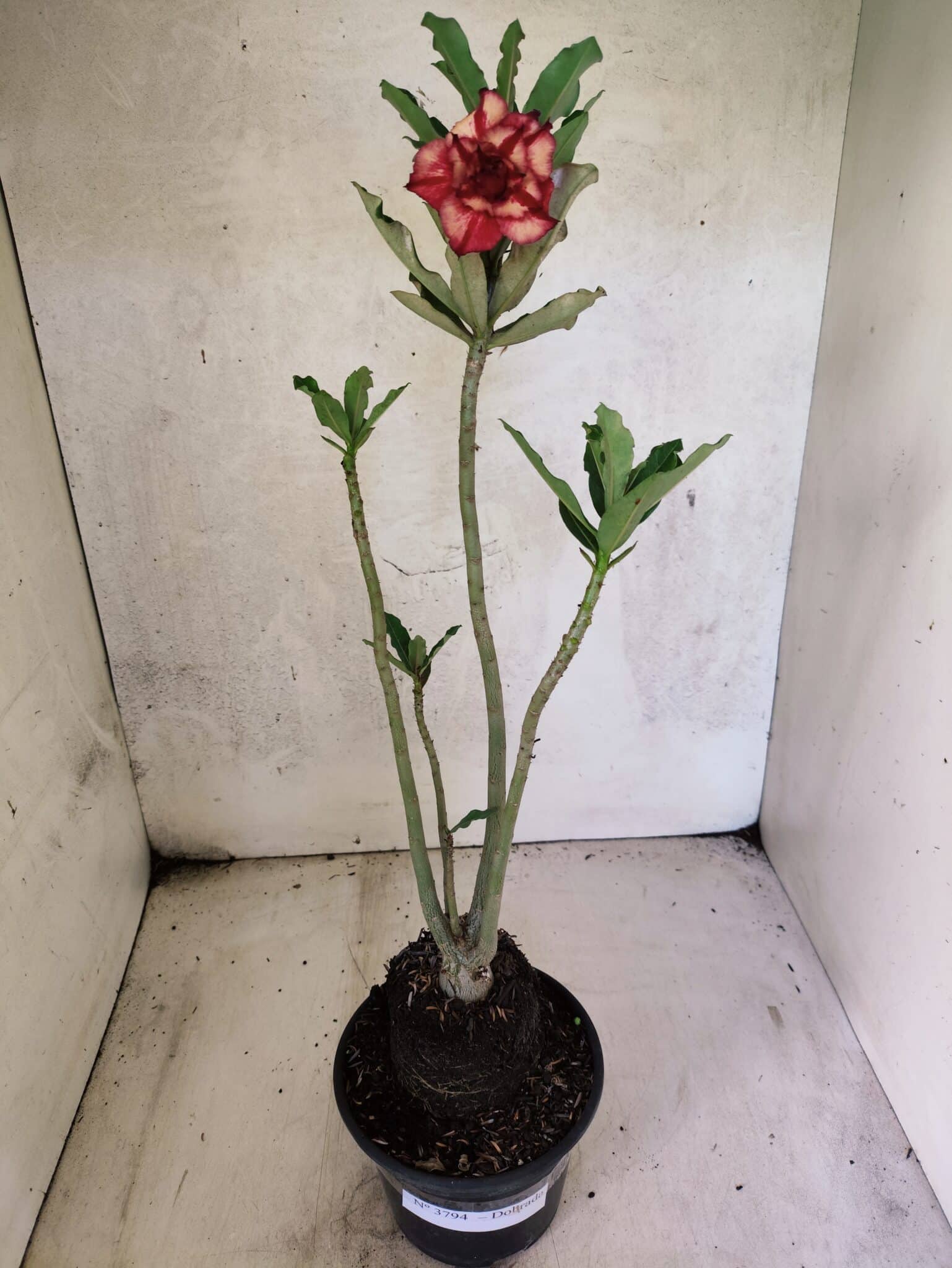 Planta Dobrada 3794 – 35cm – 03 anos - foto 2