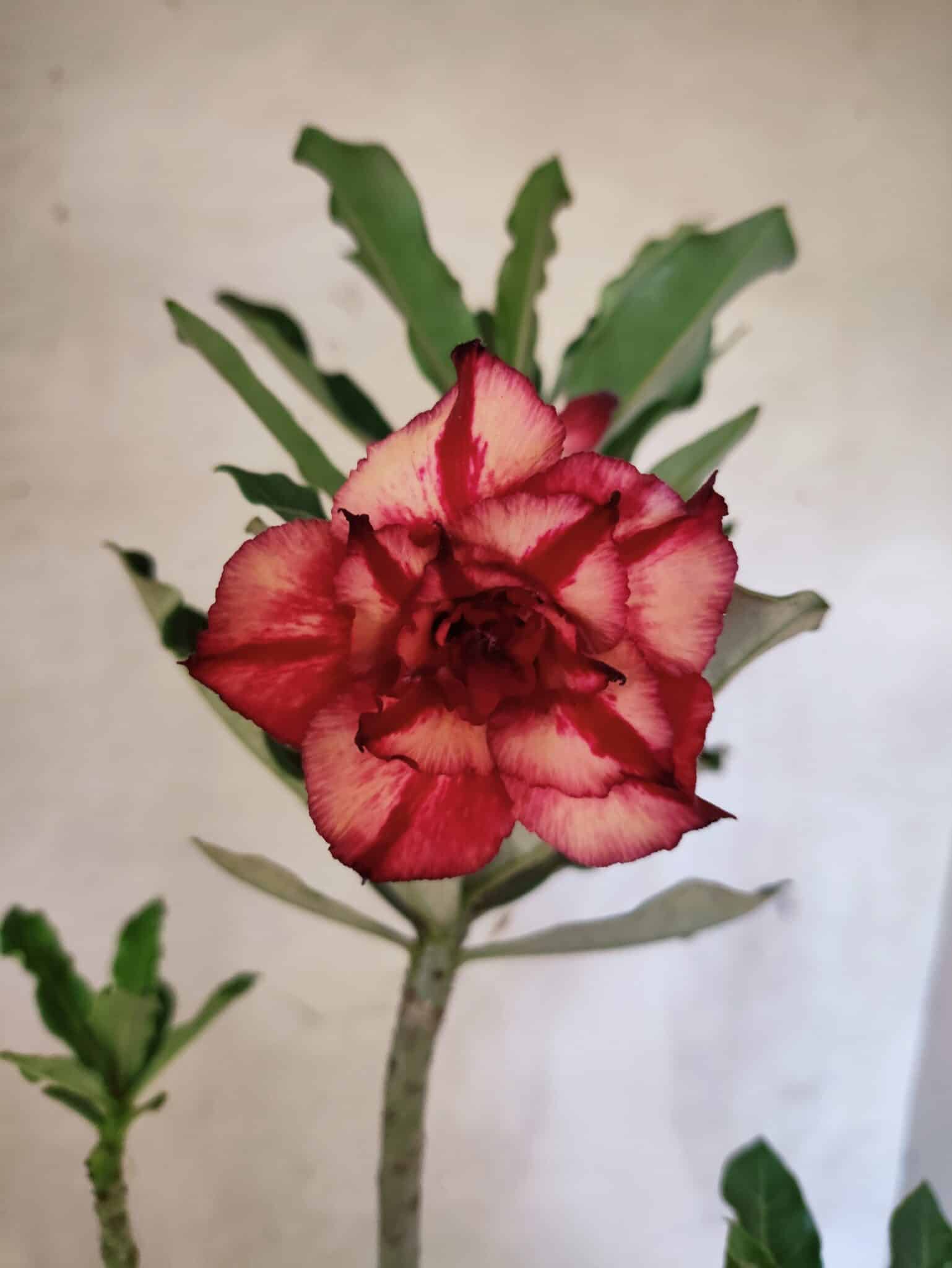 Planta Dobrada 3794 – 35cm – 03 anos - foto 3