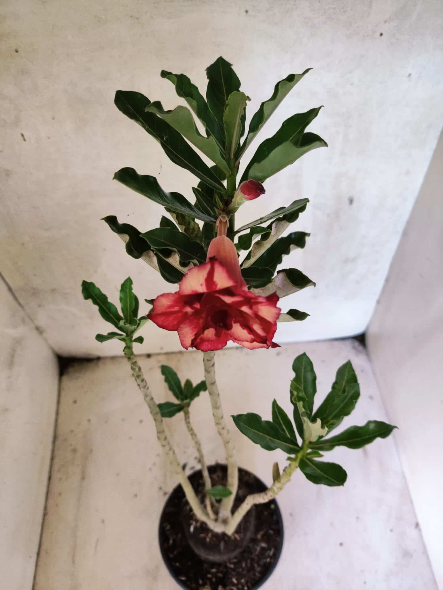 Planta Dobrada 3794 – 35cm – 03 anos - foto 4