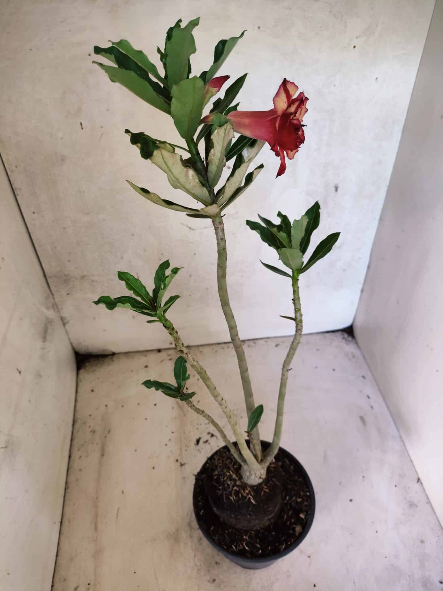 Planta Dobrada 3794 – 35cm – 03 anos - foto 6