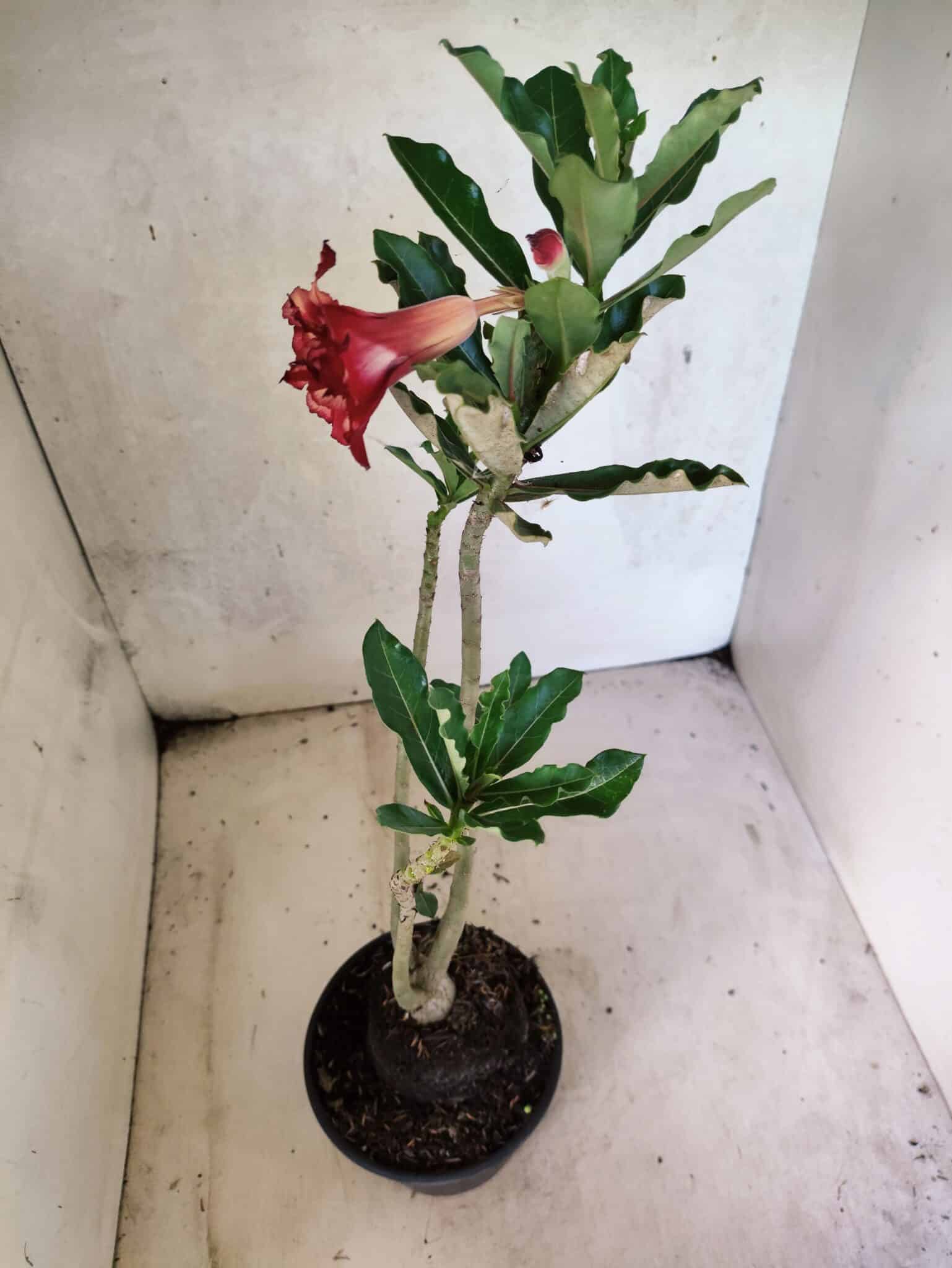 Planta Dobrada 3794 – 35cm – 03 anos - foto 5