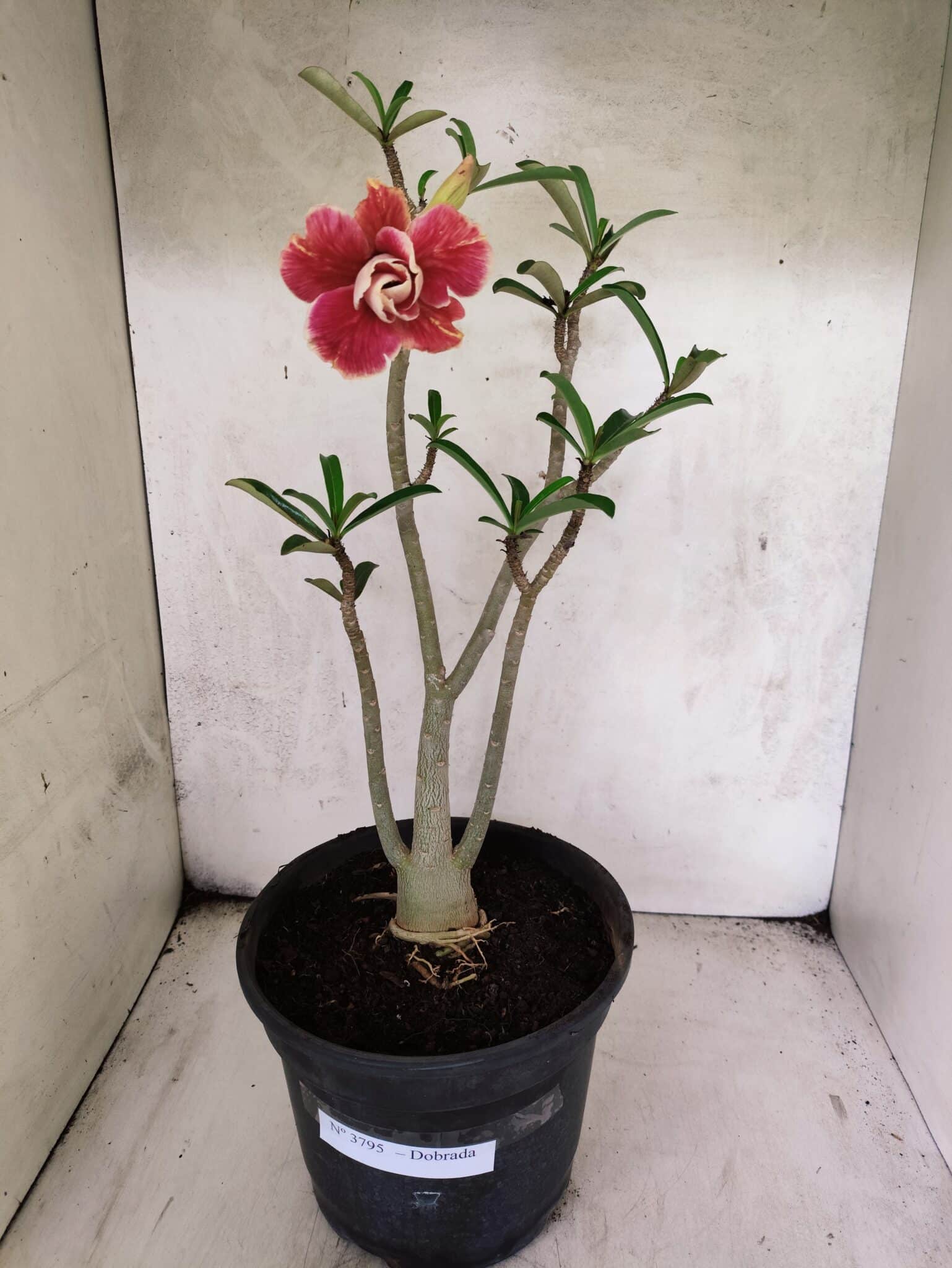 Planta Dobrada 3795 – 45cm – 03 anos - foto 2