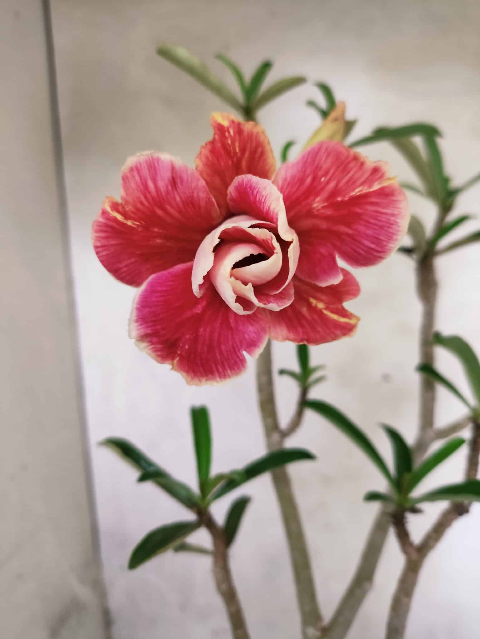Planta Dobrada 3795 – 45cm – 03 anos - foto 3