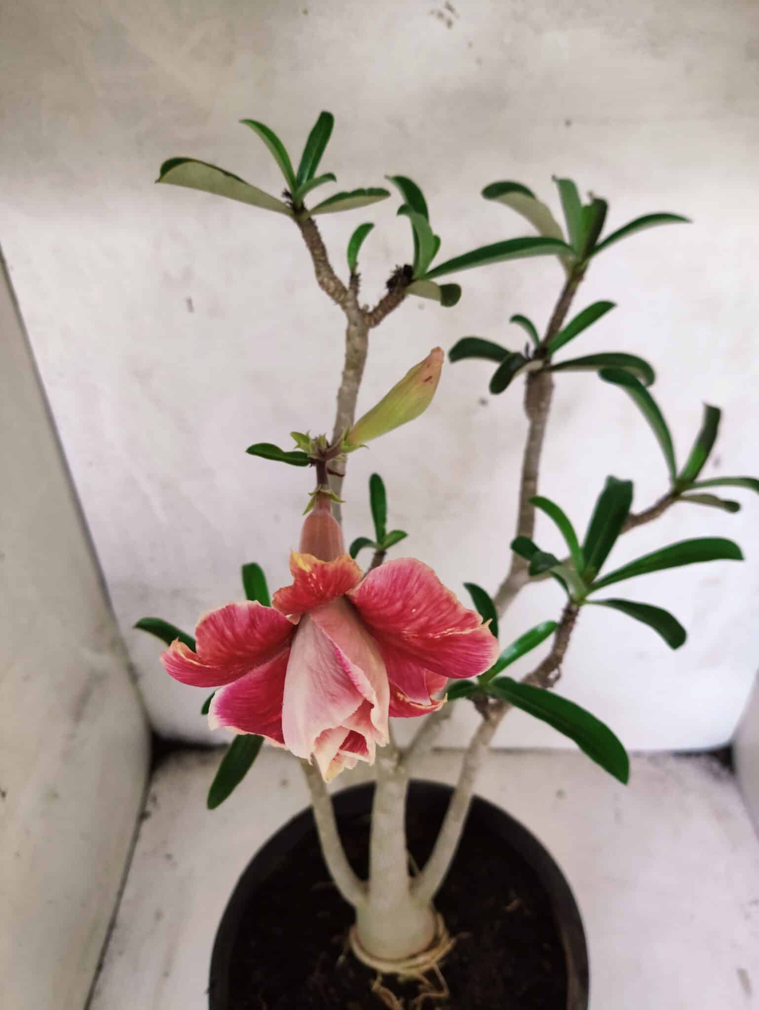 Planta Dobrada 3795 – 45cm – 03 anos - foto 4