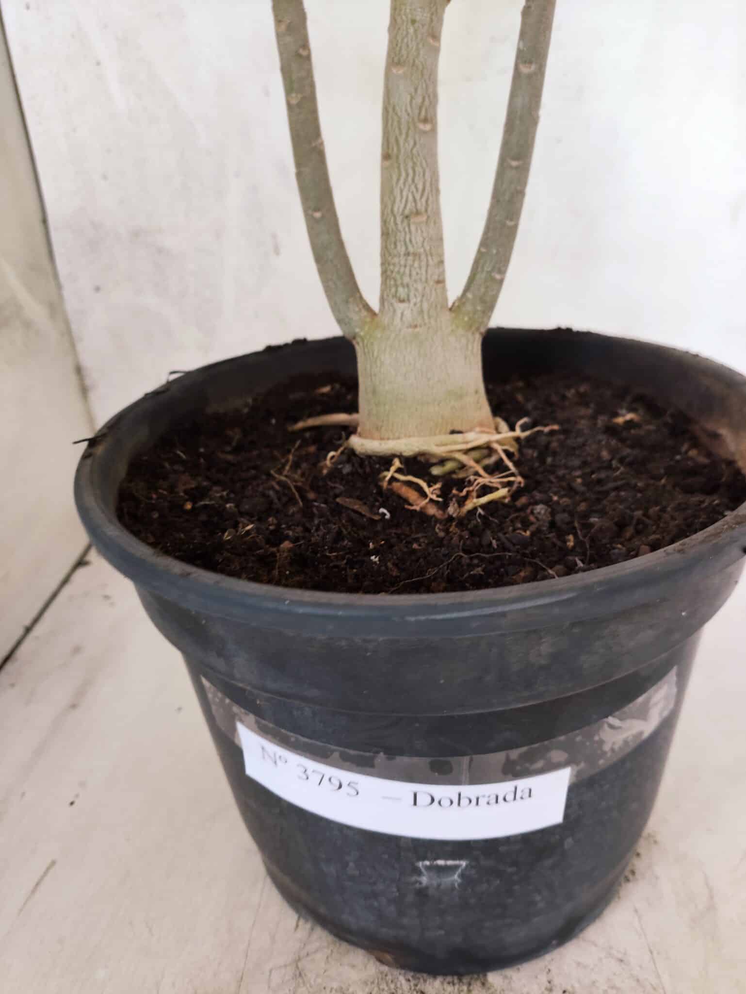 Planta Dobrada 3795 – 45cm – 03 anos - foto 7