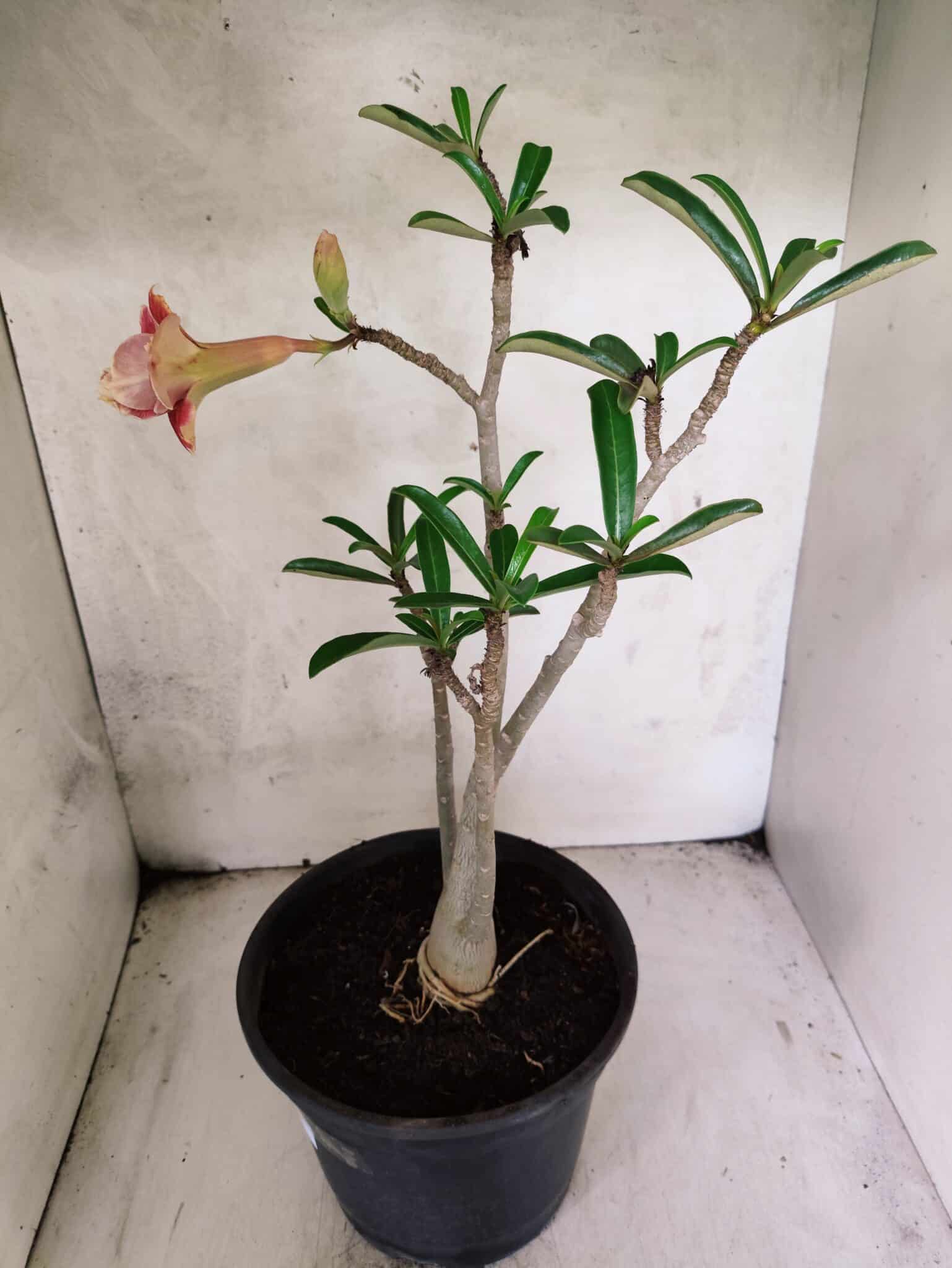 Planta Dobrada 3795 – 45cm – 03 anos - foto 6
