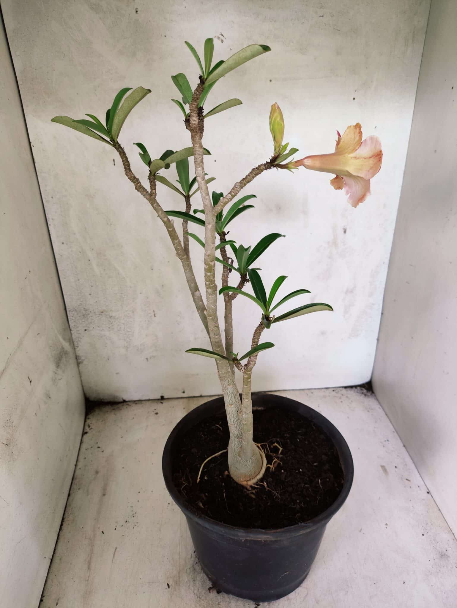 Planta Dobrada 3795 – 45cm – 03 anos - foto 5