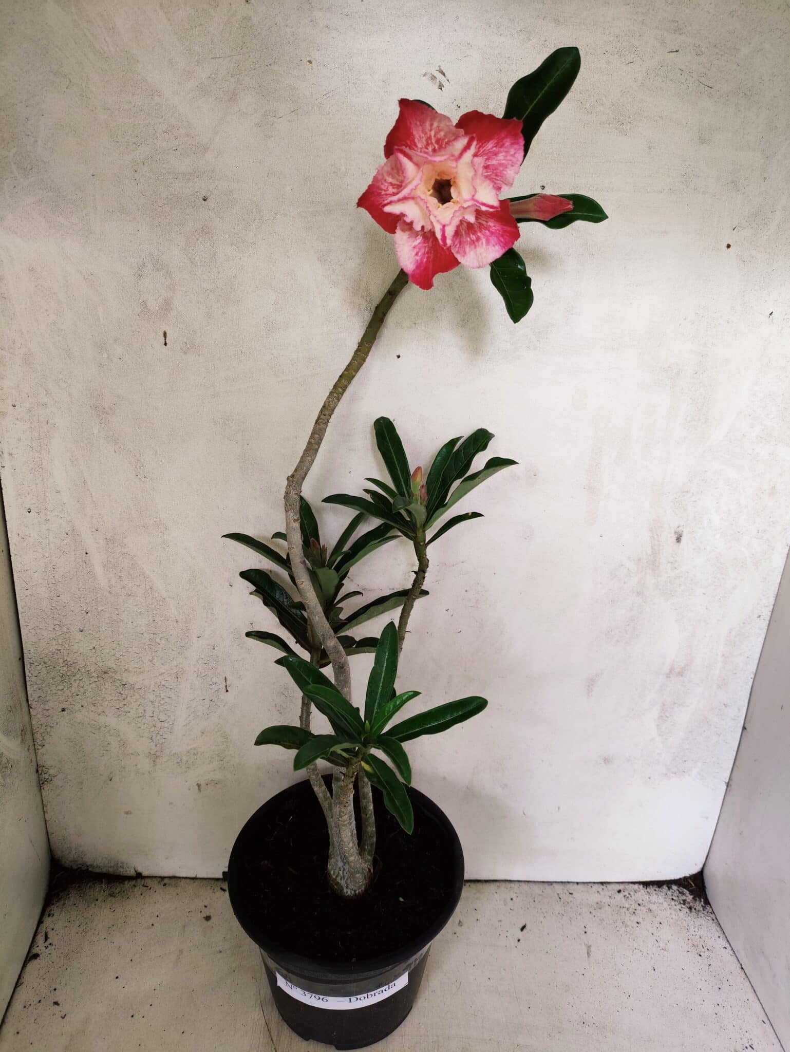 Planta Dobrada 3796 – 35cm – 03 anos - foto 2