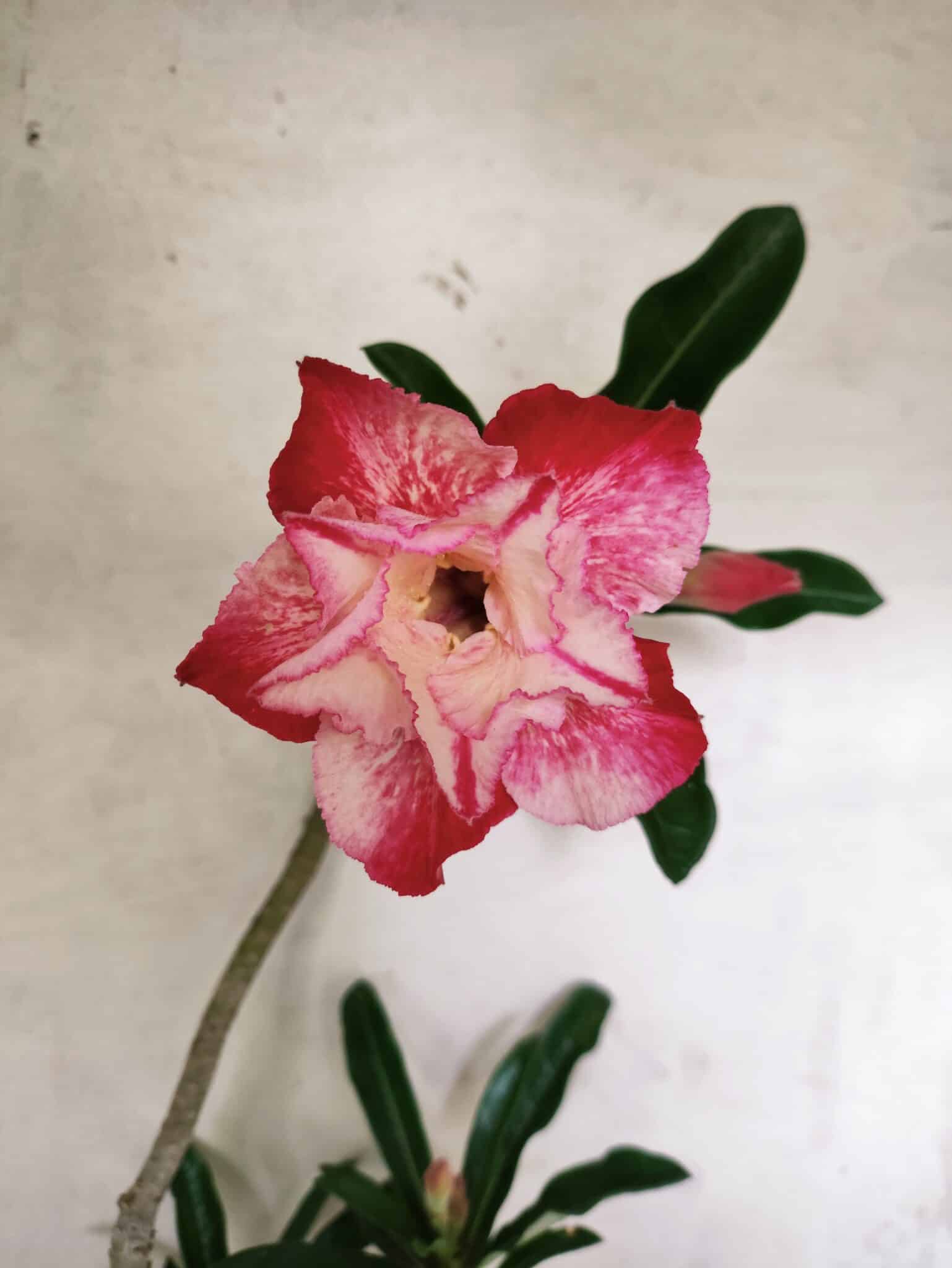 Planta Dobrada 3796 – 35cm – 03 anos - foto 3