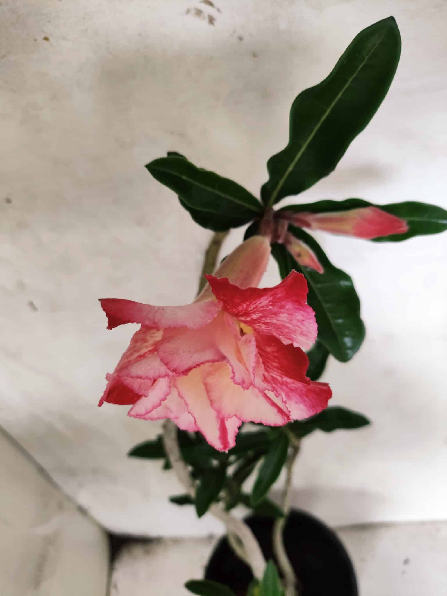 Planta Dobrada 3796 – 35cm – 03 anos - foto 4