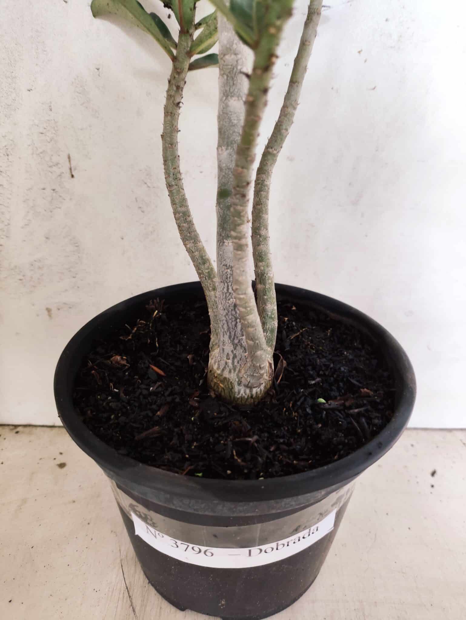 Planta Dobrada 3796 – 35cm – 03 anos - foto 6