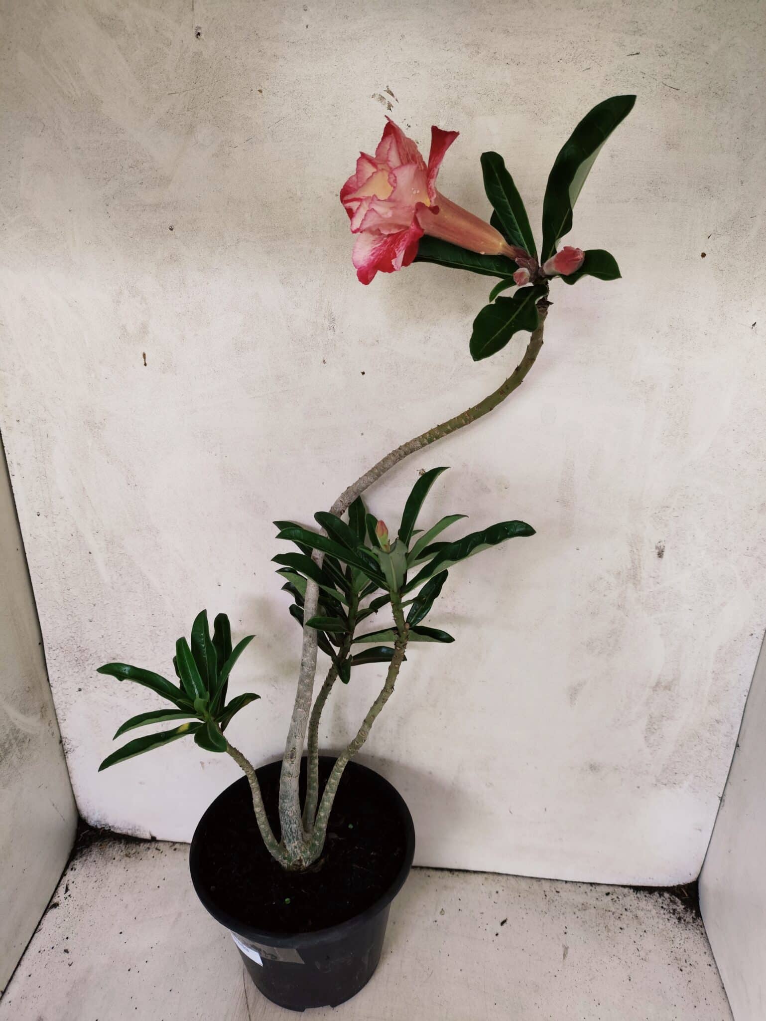 Planta Dobrada 3796 – 35cm – 03 anos - foto 5