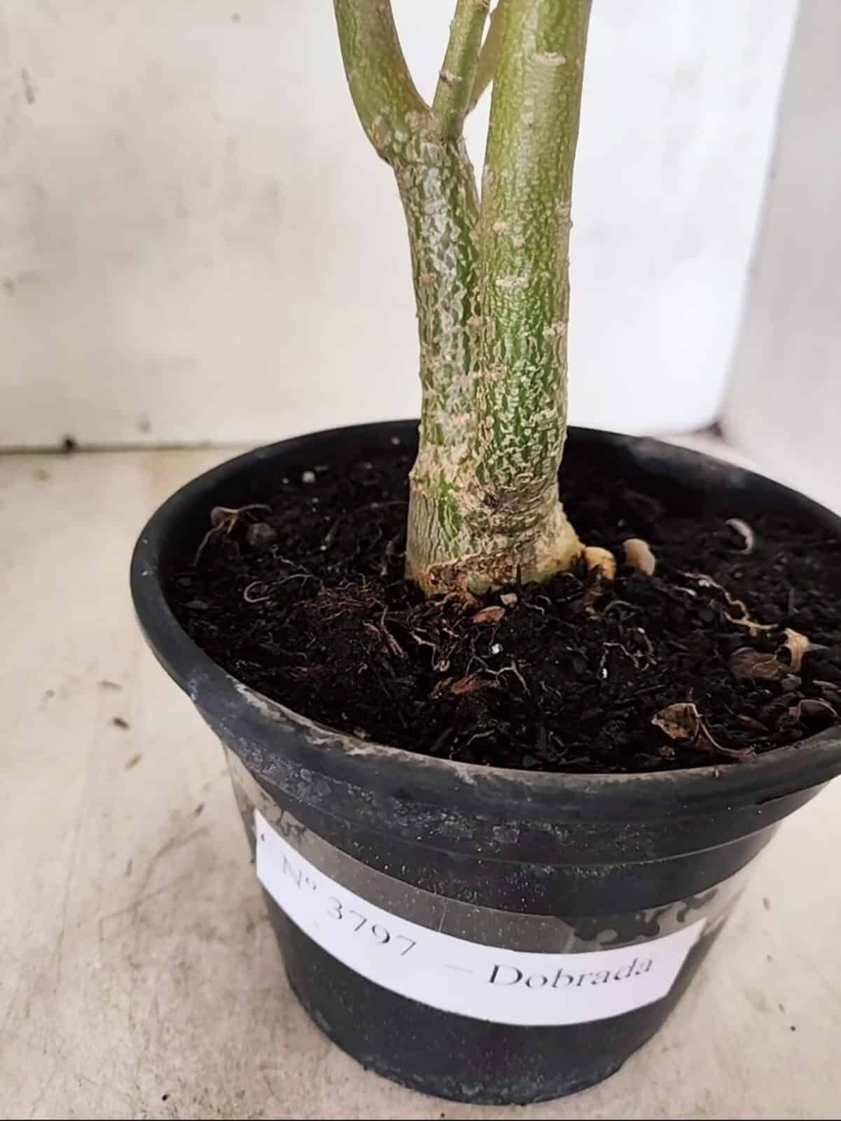 Planta Dobrada 3797 – 30cm – 02 anos - foto 5