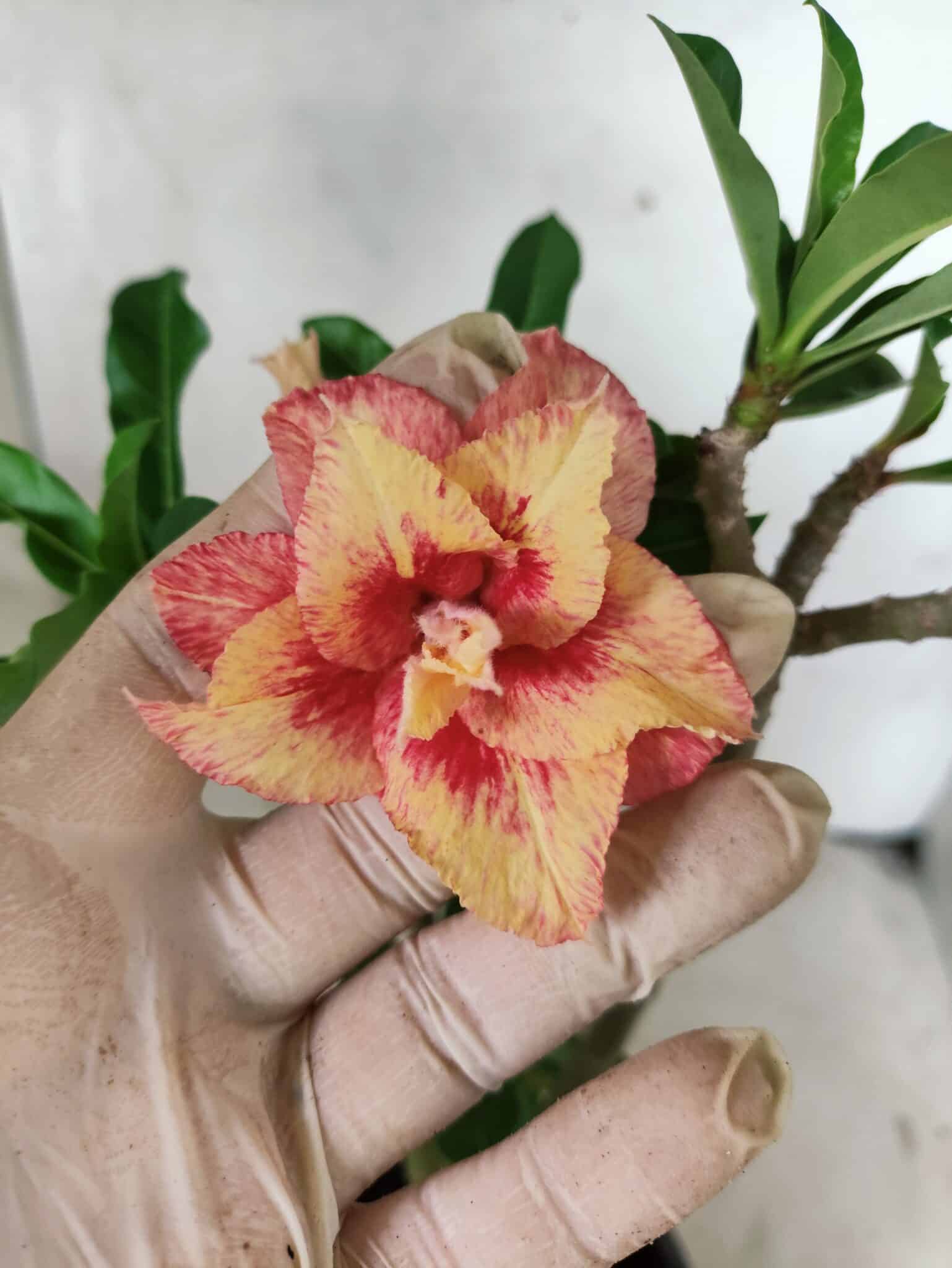 Planta Dobrada 3797 – 30cm – 02 anos - foto 6