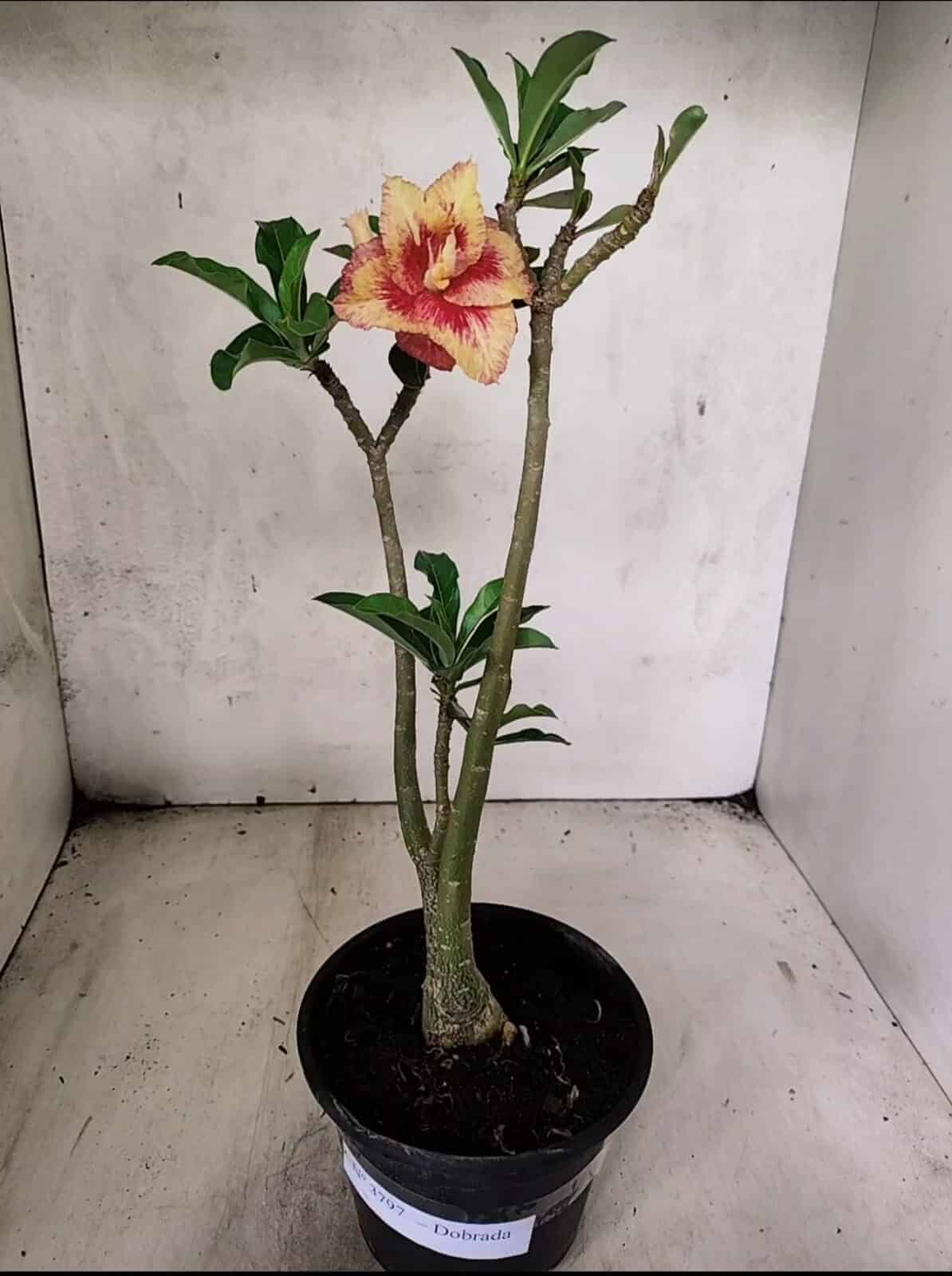Planta Dobrada 3797 – 30cm – 02 anos - foto 2