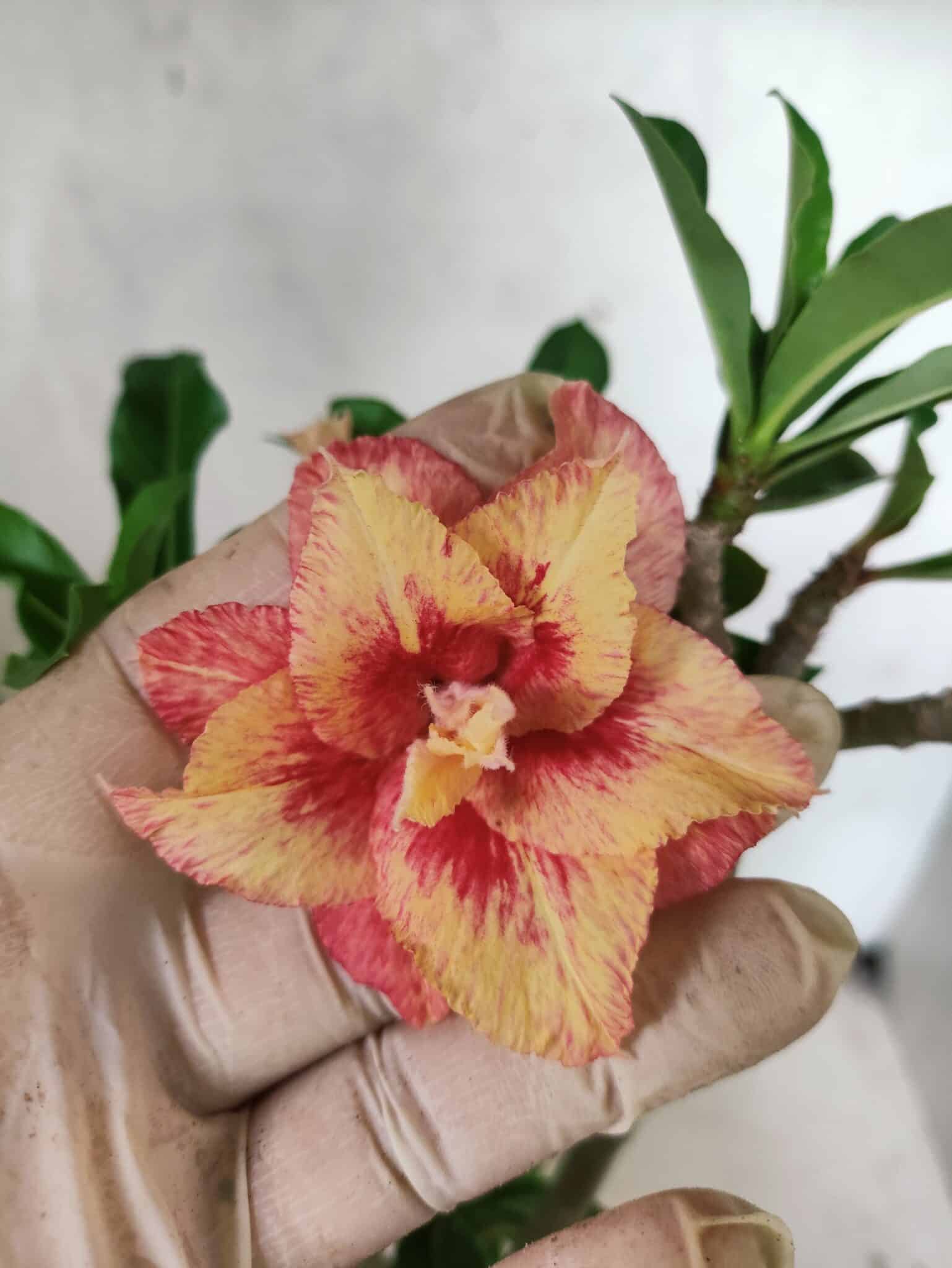 Planta Dobrada 3797 – 30cm – 02 anos - foto 3