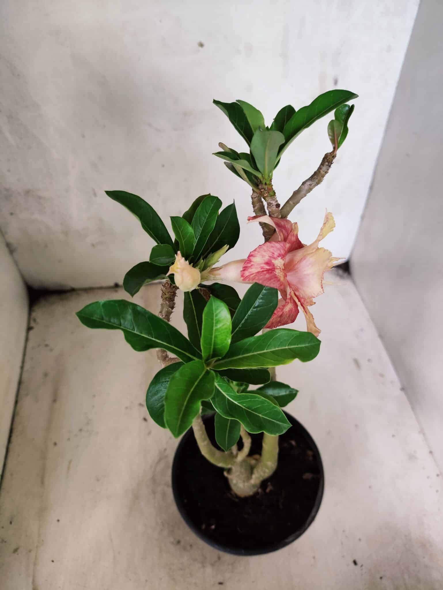 Planta Dobrada 3797 – 30cm – 02 anos - foto 4